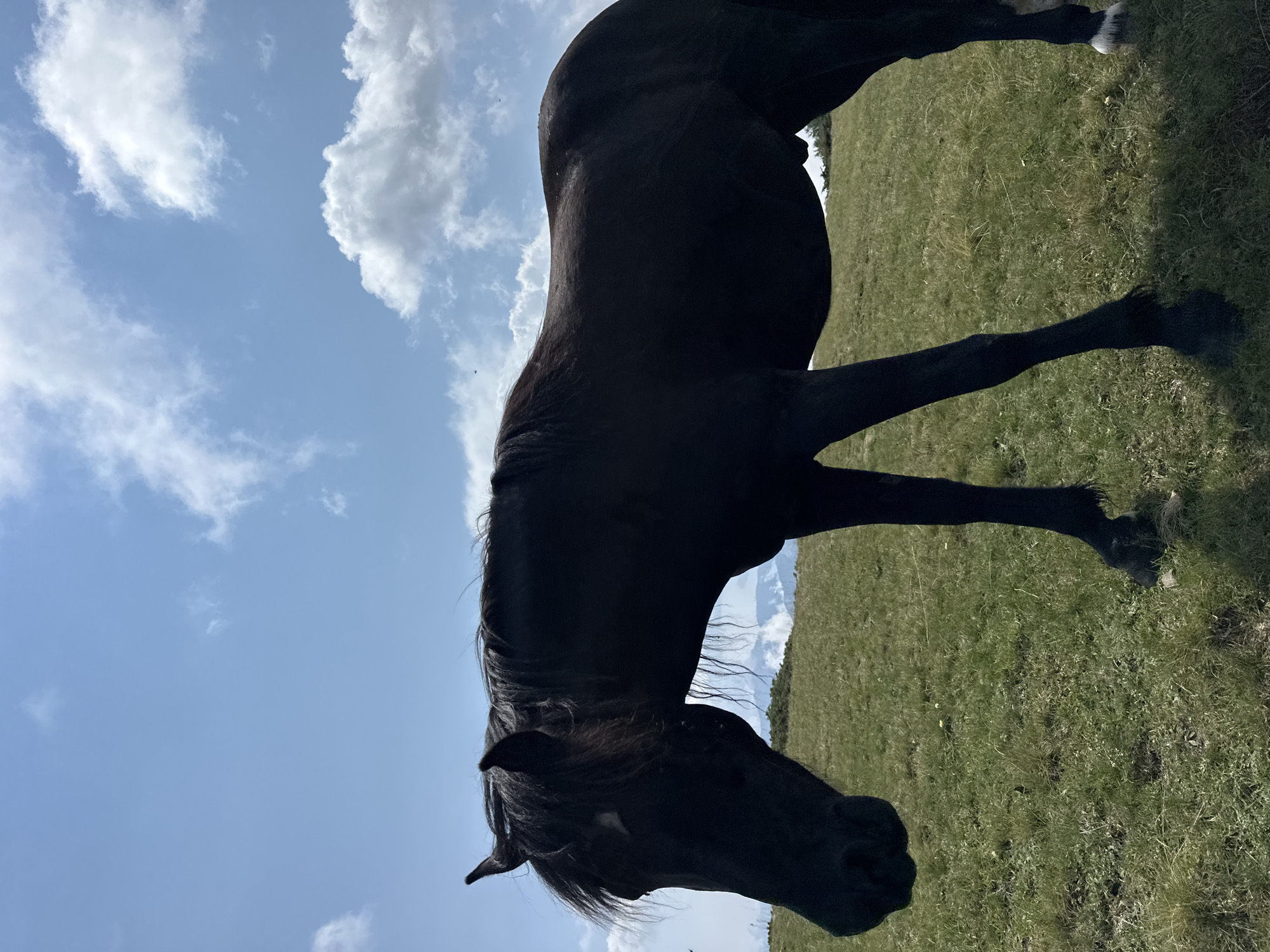 A dark-colored horse stands in a grassy field under a bright blue sky with scattered white clouds. The horse is facing to the left, with its head lowered slightly. Its mane is long and dark, flowing over its neck. The background shows rolling hills with some greenery and distant mountains shrouded in mist. The lighting suggests it is daytime, likely mid-morning or afternoon, with the sun casting a slight shadow on the ground. The overall scene is one of natural beauty, possibly in a rural or mountainous area of Montenegro, although a specific city is not identifiable from the image alone.