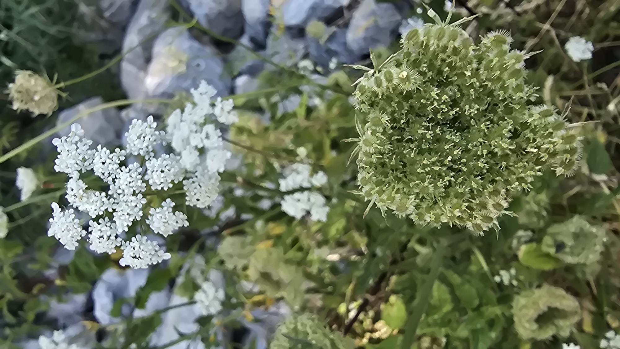 A close-up, vertical, eye-level shot captures the intricate details of Queen Anne's Lace flowers in various stages of bloom and seed. In the foreground, a large, unopened seed head of Queen Anne's Lace dominates the lower right quadrant, its fuzzy green florets clustered tightly together. To the left of this, several dried seed pods, appearing almost skeletal and hollow, are visible. Further back, a cluster of delicate white Queen Anne's Lace flowers is in full bloom, their tiny petals forming an umbrella-like shape. The background is a soft blur of green foliage and grey stones, suggesting a natural outdoor setting. The image does not depict any people, actions, or interactions. The lighting is natural, and the focus is sharp on the flowers and seed heads.