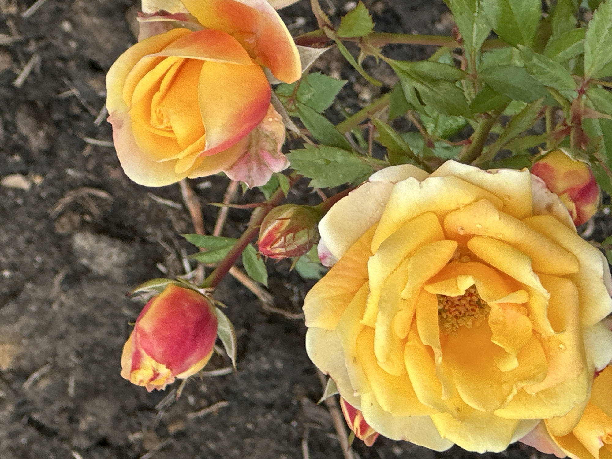 The image shows a close-up of a rose bush with several blooms and buds. The dominant colors are yellow and orange, with some pinkish-red accents on the buds. The background is a dark, out-of-focus soil with some scattered twigs or plant debris. There are water droplets visible on some of the petals and leaves, suggesting recent rain or watering. The roses appear to be in various stages of bloom, from tight buds to fully open flowers. The focus is on the textures and colors of the roses and their foliage. The image does not contain any people, objects, or actions that would indicate a specific location in Podolsk, Russia.