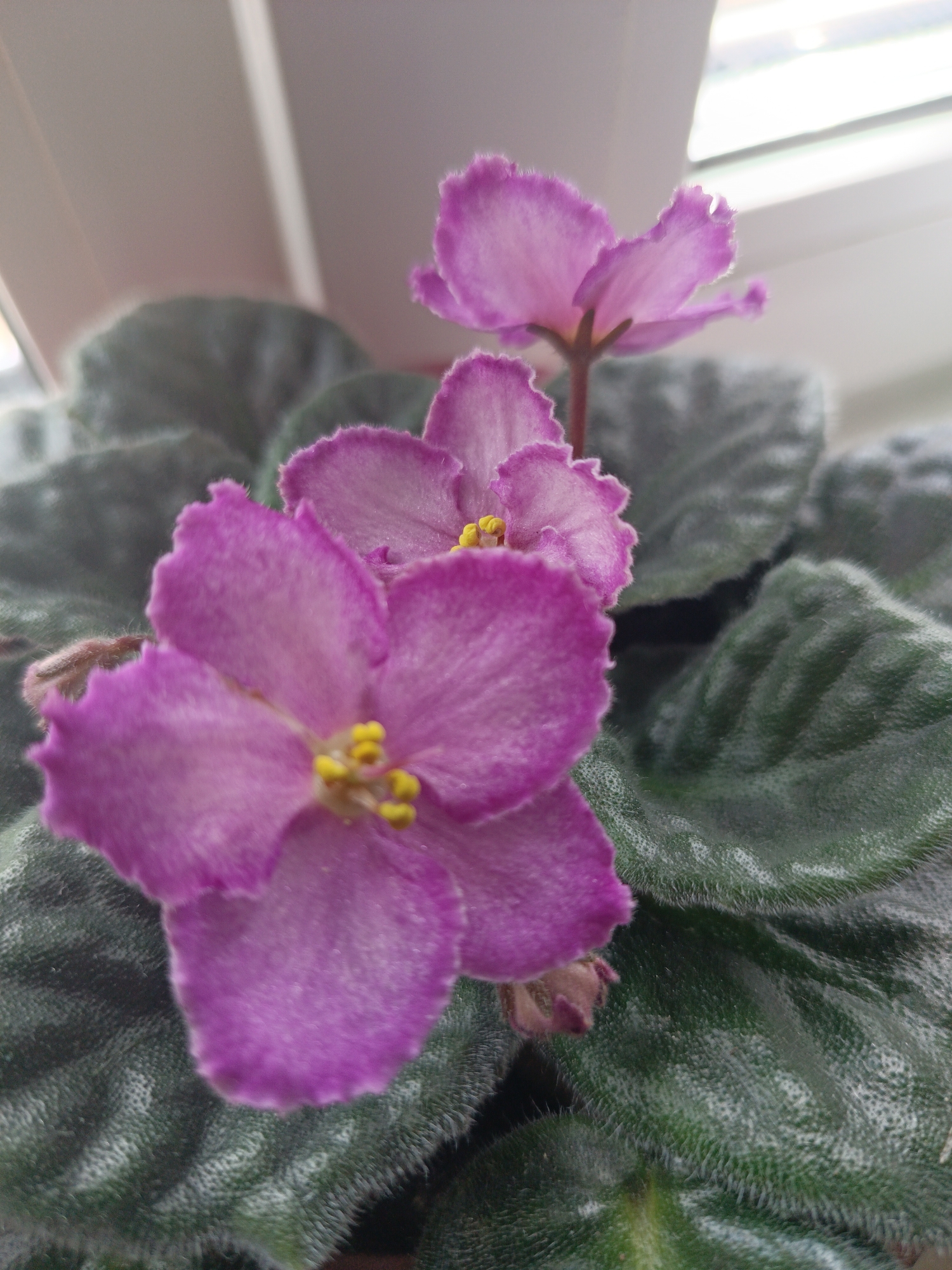 A close-up shot of a blooming African violet plant. The plant has dark green, velvety leaves. Several flowers are visible, with a predominantly light purple hue with darker purple rims. Yellow stamens are visible in the center of the flowers. The background is blurred, showing what appears to be a window with a white frame. No location is discernable.
