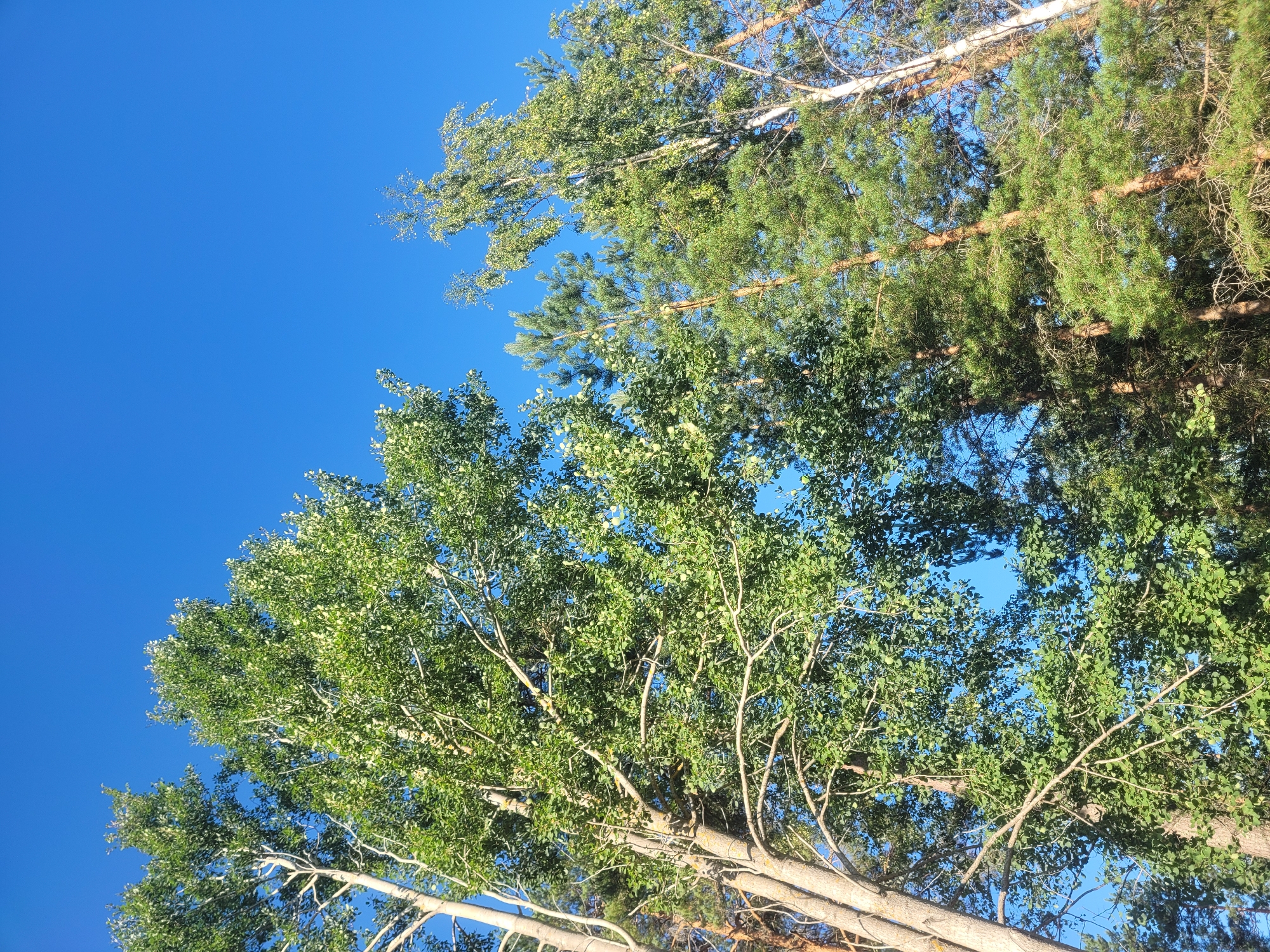 This is a low-angle, full-frame shot of tall trees against a clear, bright blue sky. The image captures a dense forest canopy with a variety of trees, including deciduous trees with wide, green leaves and coniferous trees with needle-like foliage. The sunlight filters through the leaves, creating a dappled effect. The trunks of the trees vary in color and texture, with some appearing smooth and light-colored, possibly birch, while others are rougher and darker, suggesting pine or other conifer species. The overall impression is one of a vibrant, healthy forest on a sunny day. No people or man-made objects are visible.
This scene is consistent with the natural landscapes found in and around Gävle, Sweden, a city known for its extensive forests and proximity to natural parks and reserves. Given the type of trees visible, this could be a common scene in the numerous woodlands that surround Gävle, such as those found in the Gävle Nature Reserve or along the coastline.