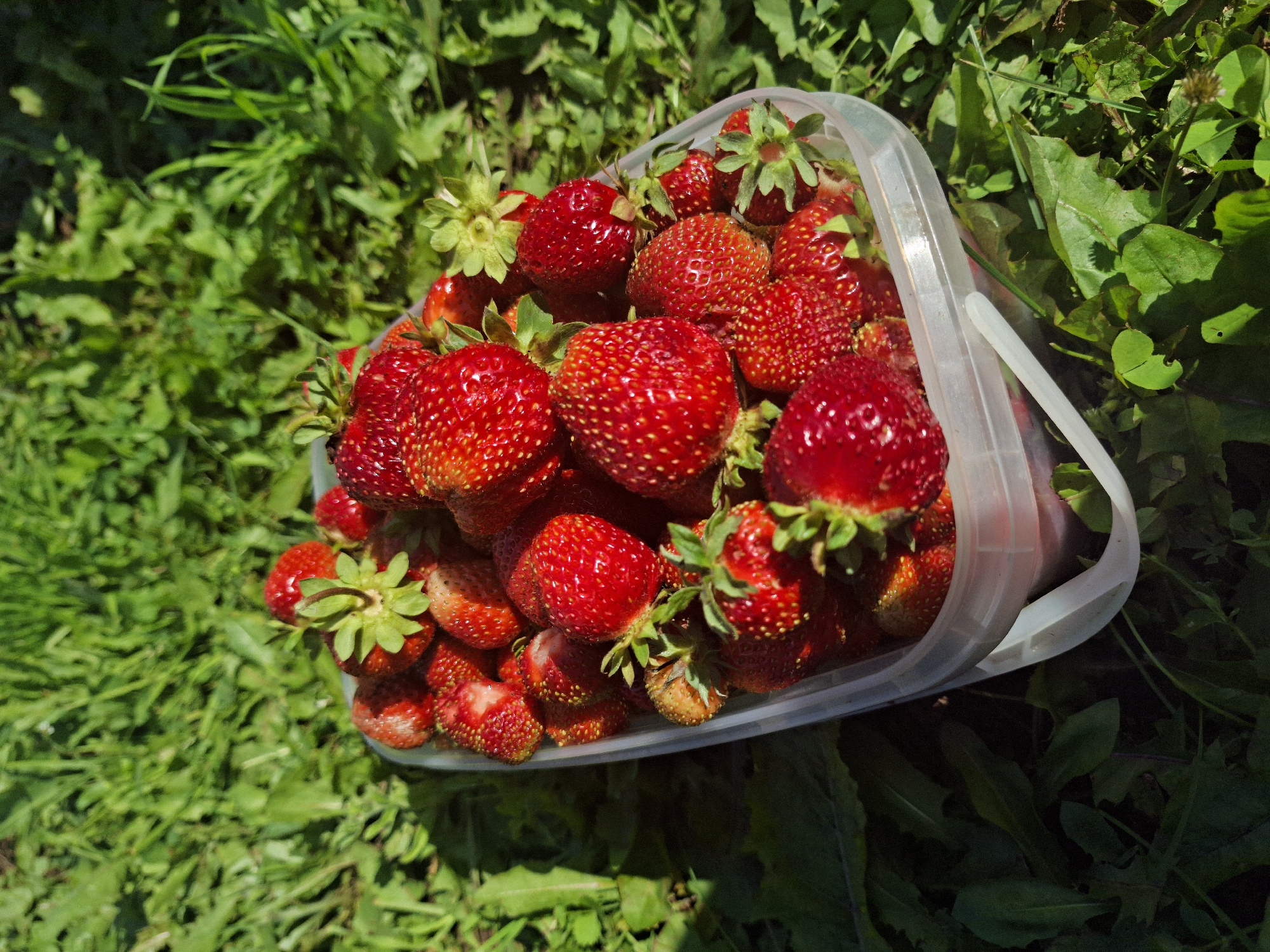 A clear, slightly above-the-shoulder shot shows a bucket full of ripe strawberries resting on vibrant green grass. The bucket is made of translucent plastic and is overflowing with bright red strawberries, many with their green leafy tops still attached. The strawberries are varied in size and shape, with some appearing perfectly formed and others slightly irregular. The focus is on the bounty of fruit, with the surrounding grass providing a natural backdrop. The lighting suggests it is daytime, with the sun casting some shadows on the grass, indicating it could be late morning or afternoon. The scene evokes a sense of freshness and abundance, likely taken in a garden or natural setting in Прикамский, Russia, possibly during strawberry season. There is no visible text in the image.
