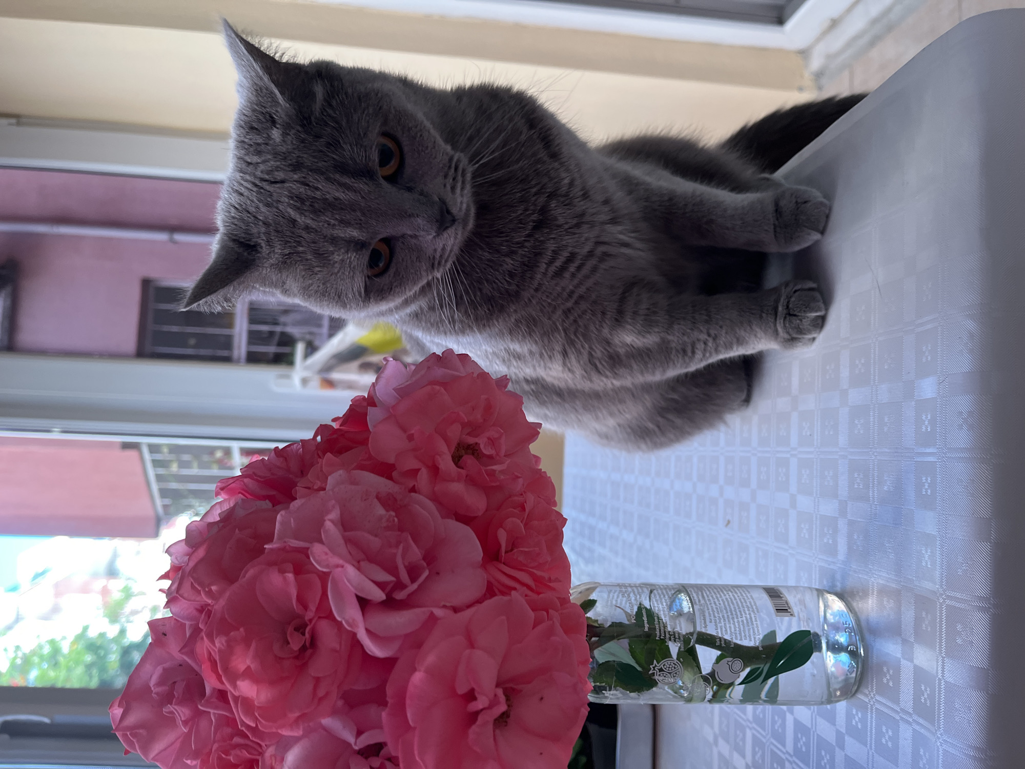 A gray British Shorthair cat sits on a white, textured surface, peering down at a bouquet of pink roses in a clear glass bottle. The cat has orange eyes and a gray tail extending behind it. The roses fill much of the lower left portion of the image. The bottle contains green stems and leaves. A window is visible in the background, showing the exterior with a pink building. The photo appears to be taken in Alanya, Turkey, based on the building architecture and light conditions.