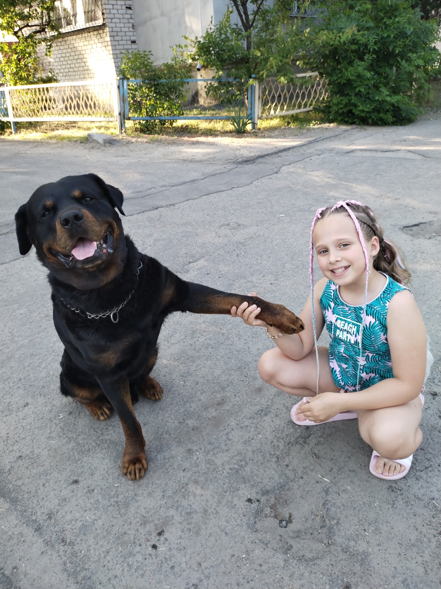 This image, captured in Horishni Plavni, Ukraine, depicts a young girl interacting with a Rottweiler on a paved surface. The girl, approximately 8-12 years old, is crouching on the right, facing the viewer with a broad smile. She has light brown hair styled in numerous small braids, some interwoven with pink and light blue synthetic extensions. She wears a sleeveless teal top with a white and pink palm leaf pattern and "BEACH PARTY" text, light-colored shorts, and pink slide sandals. Her left hand gently holds the right front paw of the Rottweiler. The large black and tan Rottweiler sits on the left, facing slightly towards the girl and viewer, with its mouth open in what appears to be a happy expression, exposing its tongue. It wears a silver-colored chain collar. The ground is grey asphalt or concrete, showing some minor cracks and debris. In the background, a light-colored brick building with a window is visible on the left, partially obscured by green foliage. On the right, more dense green bushes and trees are present, with a white metal fence featuring a decorative pattern and blue posts separating the foreground from the distant background buildings. The scene is illuminated by natural daylight.