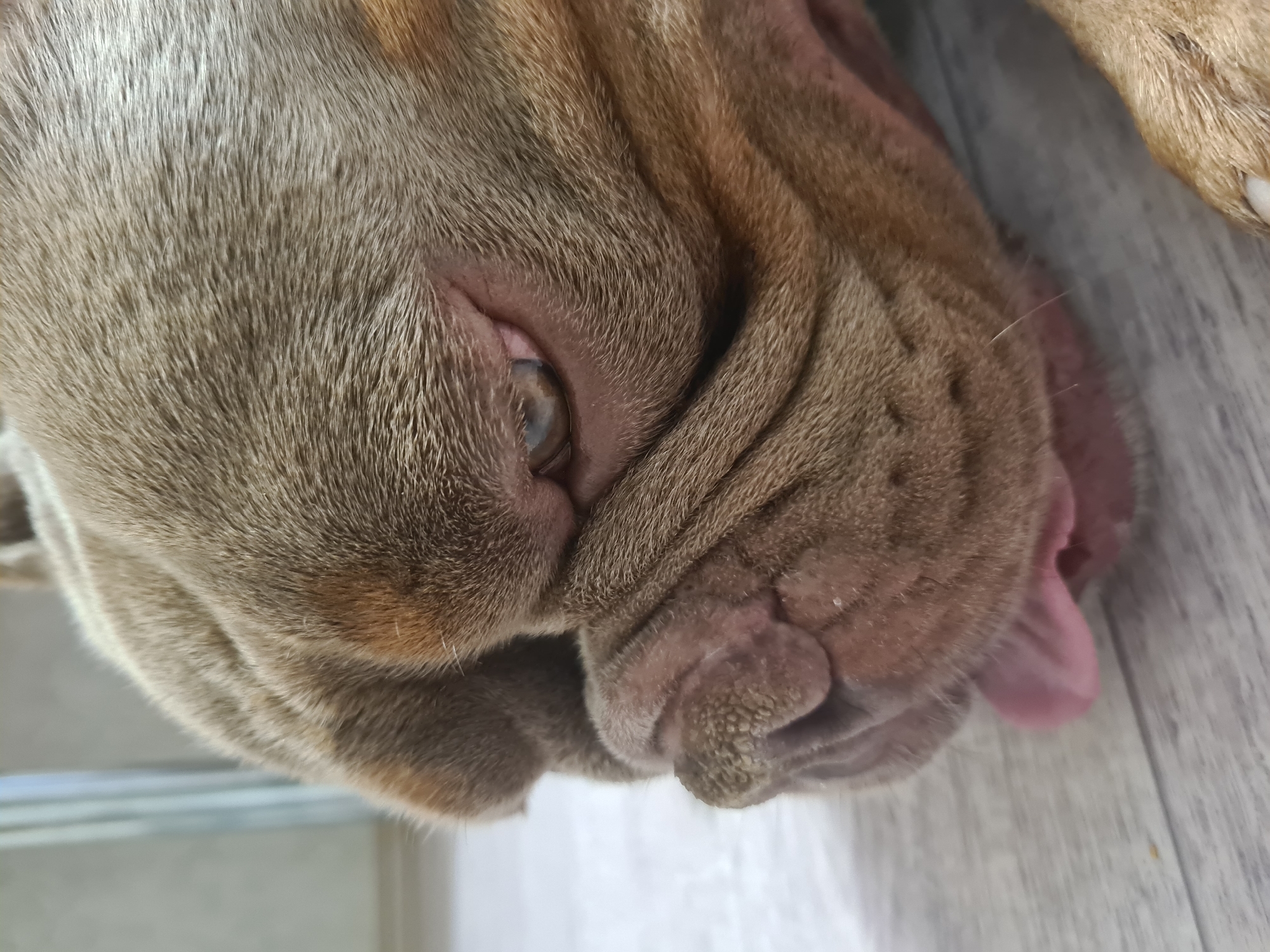 This is a close-up, low-angle, upside-down shot of a dog's face. The dog has light brown and tan fur. The dog's eye is visible, with a light brown iris. Wrinkles are prominent on the dog's face, particularly around the muzzle and nose. A pink tongue is partially visible. The dog appears to be lying down on a light-colored, wood-planked floor. The lighting suggests it could be daytime, but there are no specific indicators of time of day or weather. The scene is domestic, likely indoors, given the floor texture. There is no visible text.
