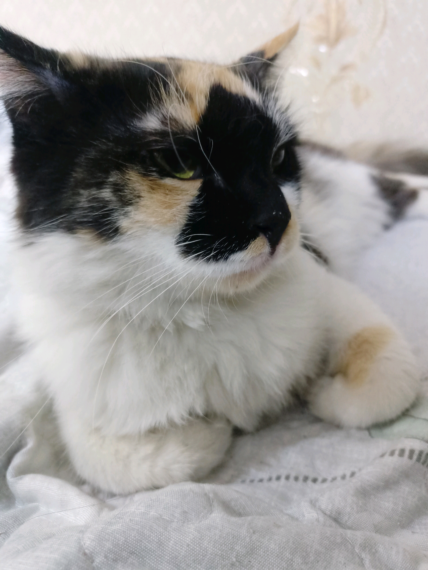 A calico cat is lying on a white quilted surface. The cat's fur is primarily white, with patches of black and tan on its head and back. The cat's eyes are green, and it has long white whiskers. The quilted surface appears to be a blanket or mattress. The background is softly lit and out of focus, suggesting an indoor setting. There are no people visible in the image. The image is a close-up of the cat, with its head and upper body in focus. No specific location in Almaty, Kazakhstan, can be determined from the image.