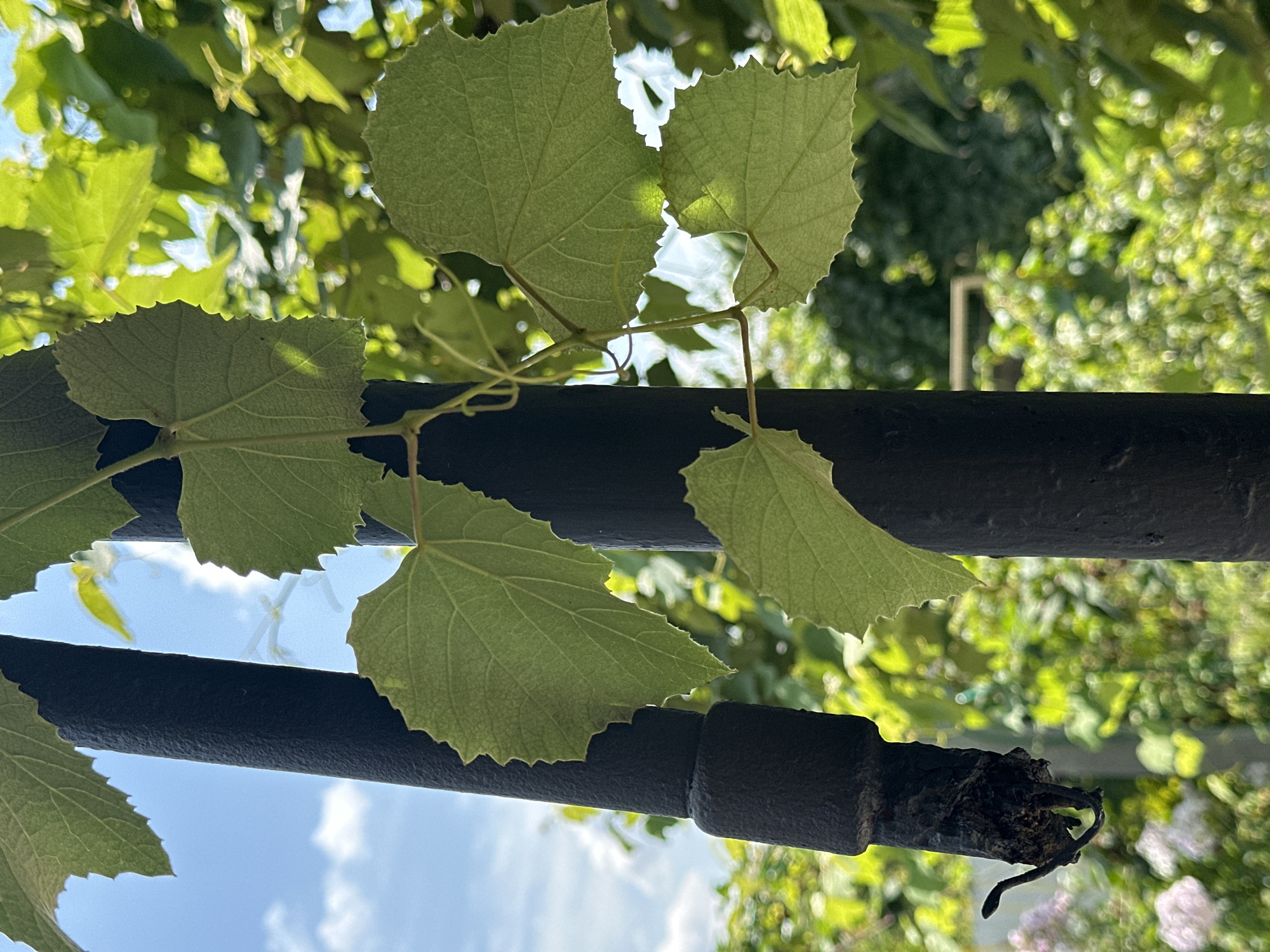 The image is a close-up, outdoor shot of grapevines growing on a black metal pole. The pole appears to be part of a structure, possibly a fence or arbor, in a garden setting. The grape leaves are green and serrated, with some showing sunlight filtering through them. In the background, out-of-focus greenery and a blue sky with white clouds are visible. The bottom of the pole shows a burnt or charred section with a thin, wire-like object protruding from it, suggesting it may have been part of a fire or other damage. The scene appears to be in a residential area, possibly a backyard garden. The image does not provide specific details about the city of Yessentuki, Russia, or any people.