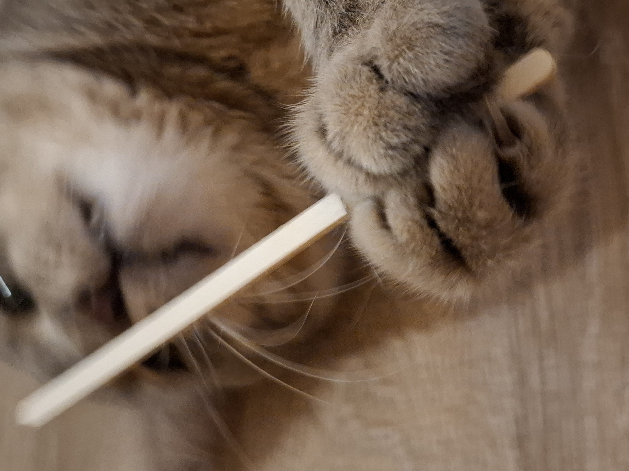 The image shows a close-up of a cat's paws holding a light-colored stick. The cat is mostly out of focus, but its fur appears to be a light brown or tan color. The stick is held diagonally across the frame. The background is blurred and appears to be a wooden surface. The location in Zemun, Serbia, cannot be determined from the image.