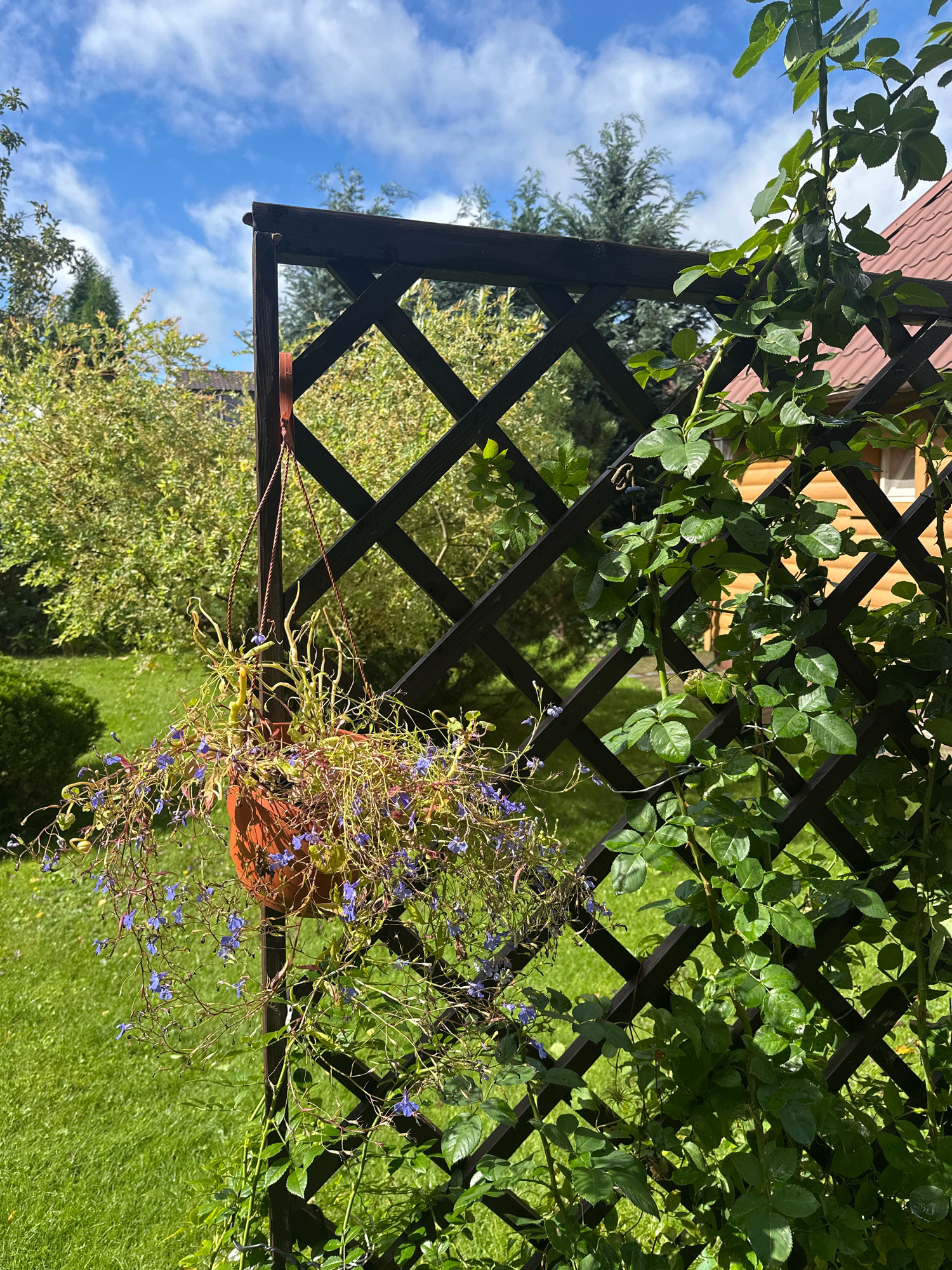 The image depicts a close-up view of a garden trellis in Калодзішчанскі сельскі Савет, Belarus, on a sunny day with a partly cloudy blue sky. A dark brown, lattice-style trellis forms the central element. A hanging planter, containing a plant with thin, trailing stems and small purple flowers, is suspended from the top of the trellis. To the right of the trellis, a lush green rose bush with dark green leaves is growing and winding its way up the structure. In the background, a well-maintained green lawn is visible, along with trees and a portion of a wooden house with a brown roof. The lighting suggests it is midday.