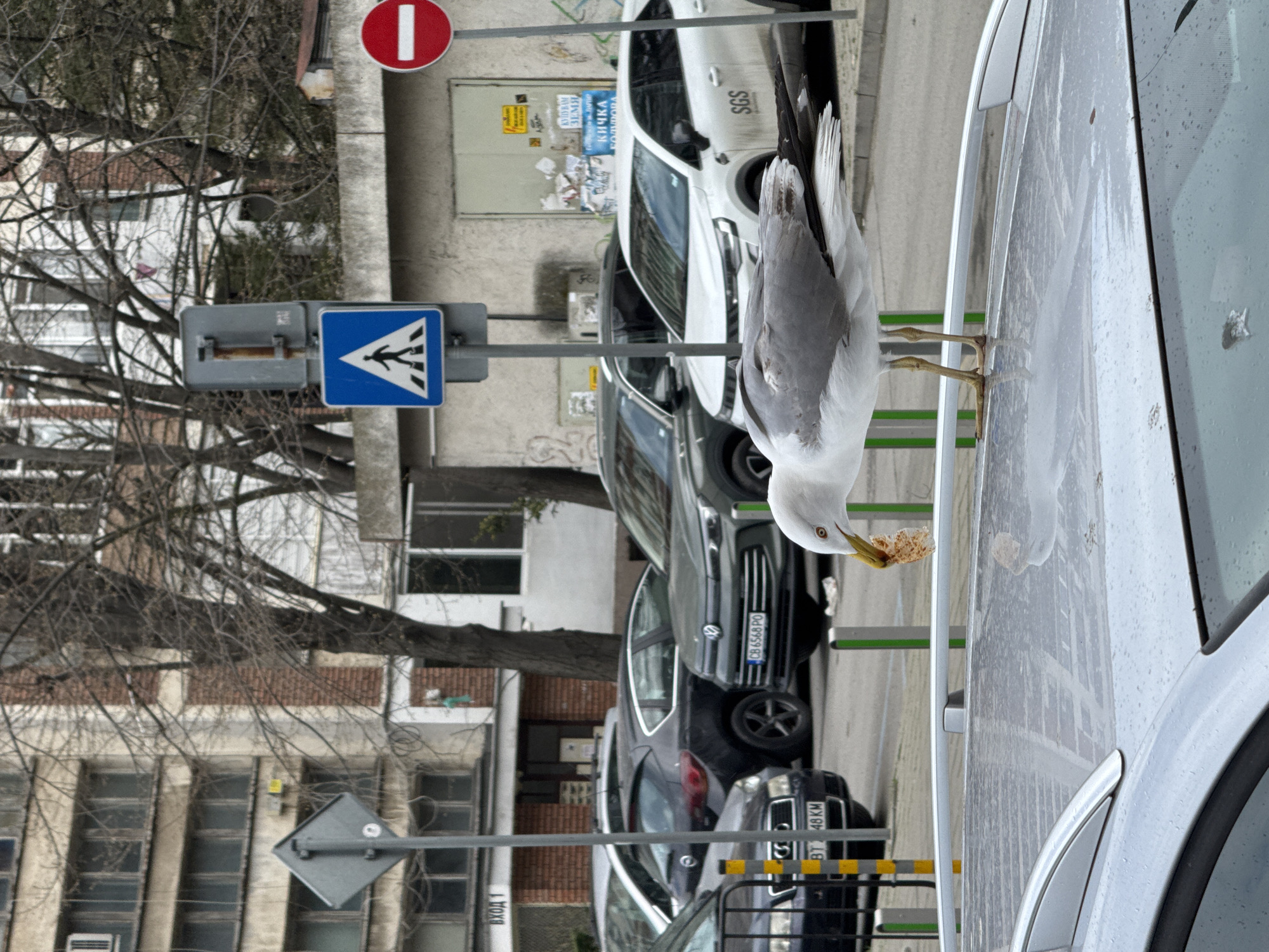 A seagull stands on the side mirror of a parked silver car, holding a piece of bread in its beak. The scene is set on a street in Burgas, Bulgaria, as indicated by the visible license plates of the parked cars and Bulgarian signage. The backdrop includes buildings, bare trees, and street signs, including a crosswalk sign and a 'no entry' sign. Several other cars are parked along the street. It appears to be a cloudy day.