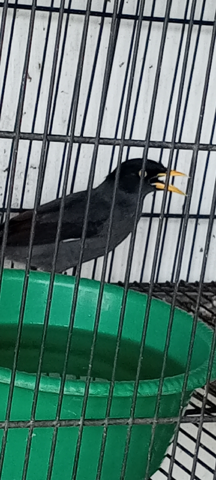 The image shows a black bird with yellow markings around its eye and beak, possibly a mynah, inside a cage. The cage has black metal bars. In the lower part of the image, a green plastic container, likely a food or water dish, is visible. The background is out of focus but appears to be a light-colored surface. The scene suggests the bird is being kept in captivity, possibly in a domestic setting. There are no people or specific city landmarks visible to indicate the location in Metro, Indonesia.
