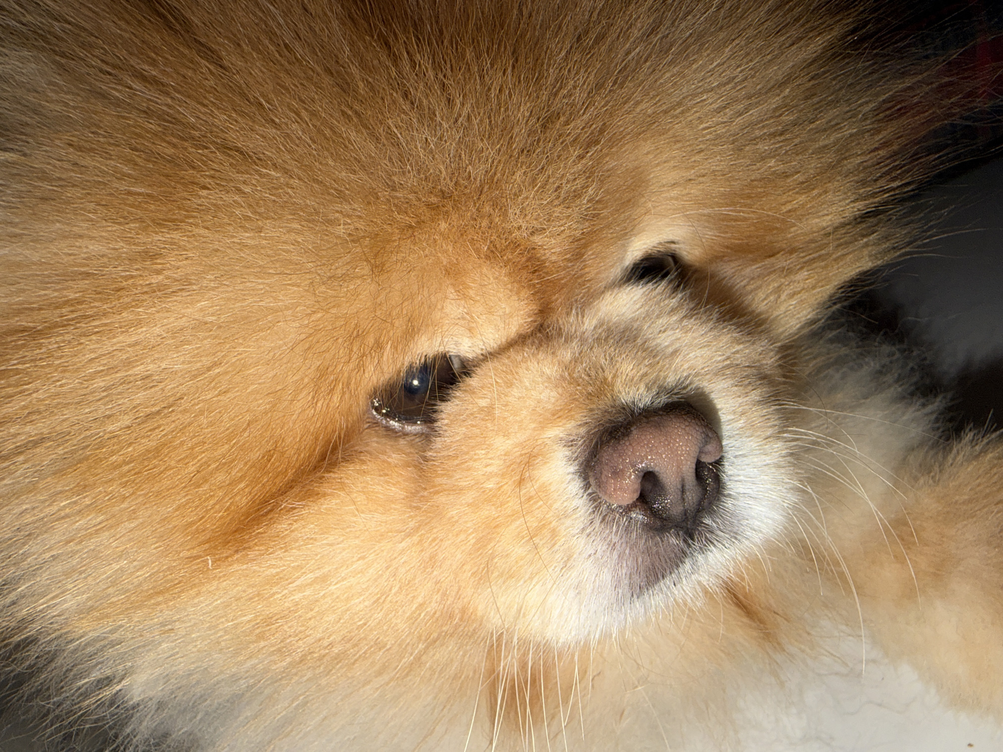 The image is a close-up, low-angle shot of a Pomeranian dog's face. The dog has fluffy, light brown fur. Its nose is visible, which is dark pink and speckled with darker pigment. One of its eyes is visible, appearing dark brown and reflective. The dog's snout is covered in white fur. The background is out of focus and appears to be dark. There is no indication of the city of Tbilisi, Georgia, in the image.