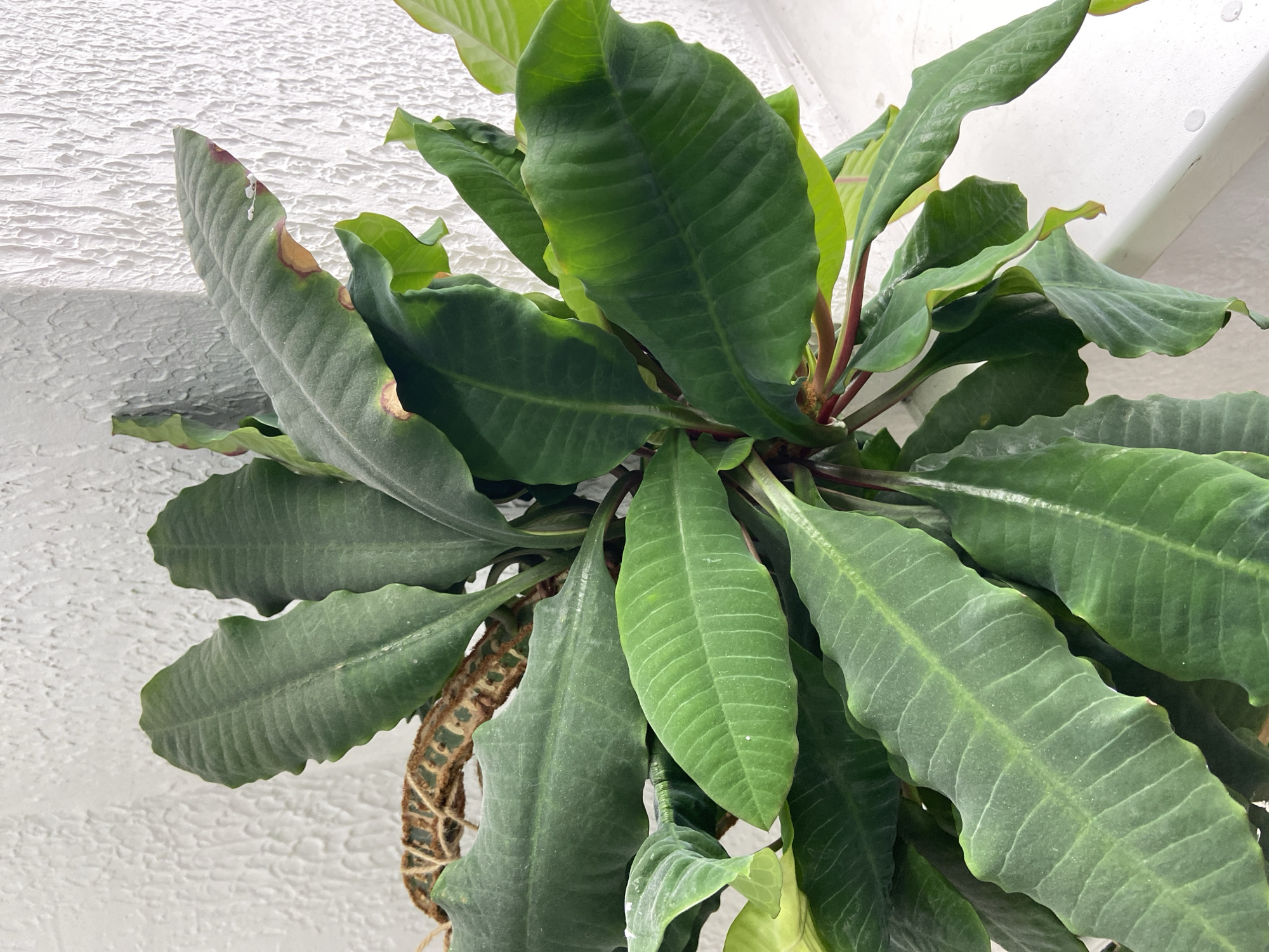 A close-up, eye-level shot shows a healthy green potted plant with large, textured leaves. The plant is situated near a white textured wall and a white windowsill. The leaves are a deep green, with prominent veins and slightly rippled edges. Some of the leaves show small brown spots, indicating potential minor damage or dryness. The plant's stem is a reddish-green. A coir-wrapped pole is visible behind the plant, likely providing support. The background wall has a rough, stucco-like texture. The lighting suggests an indoor setting, possibly near a window. The location in Balashikha, Russia, is not discernable from the image.