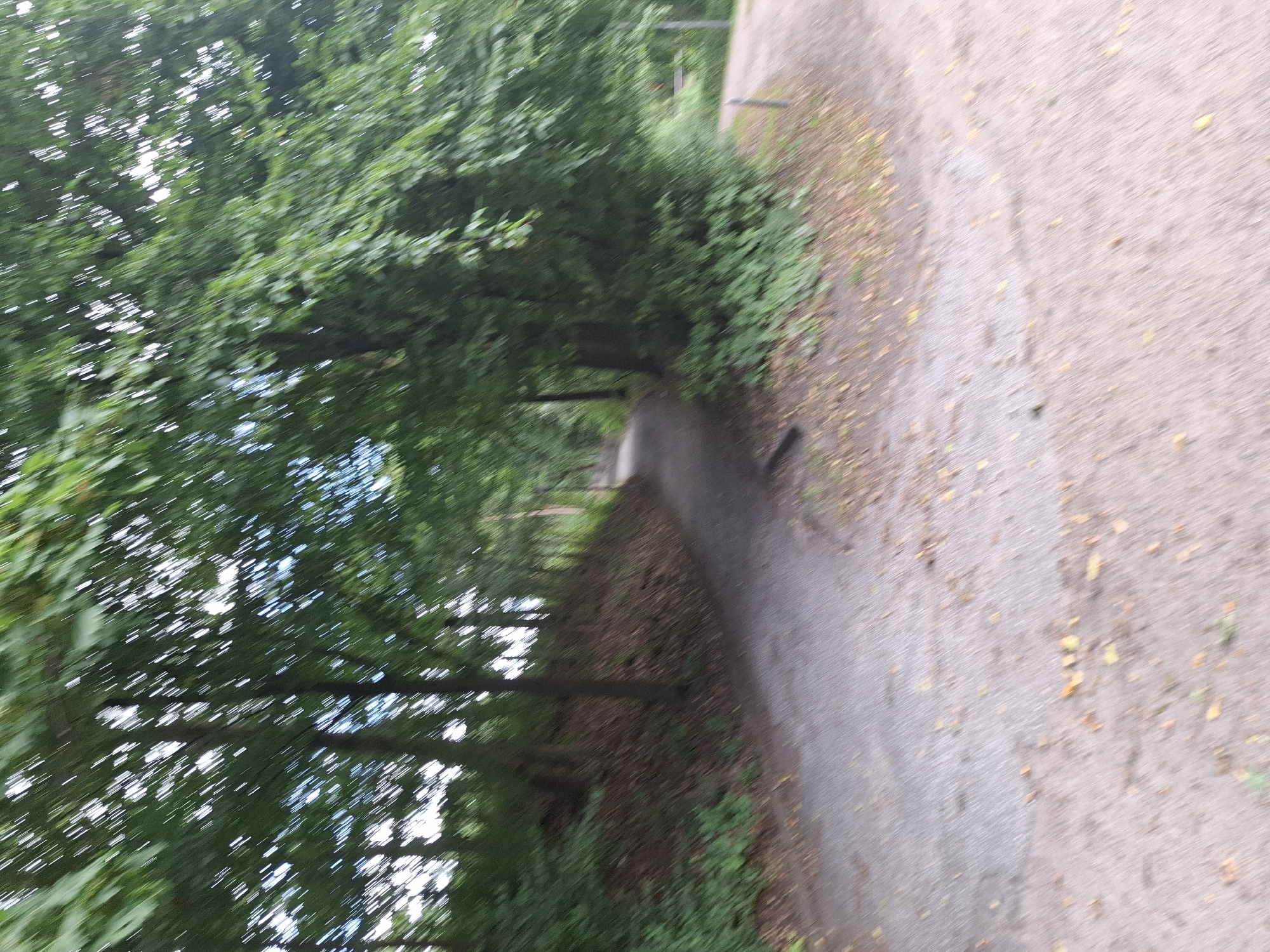 The image shows a blurred view of a path winding through a wooded area. The path appears to be made of gravel or crushed stone. Tall trees with dense green foliage line the path, creating a canopy overhead. The ground is covered with fallen leaves and some patches of grass. The scene suggests an outdoor setting, possibly a park or a hiking trail, within the city of Hamburg, Germany. The lighting is diffused, indicating an overcast day or shaded conditions. No people or specific landmarks are clearly visible due to the motion blur and overall lack of sharp focus.