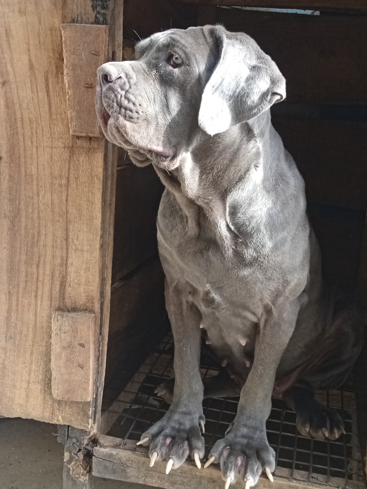 A large, grey Neapolitan Mastiff dog sits inside a wooden dog house. The dog house is situated in an outdoor environment, likely in Jos, Nigeria, as requested. The dog is positioned near the entrance of the house, with its front paws extending slightly beyond the frame. The dog is looking towards the left of the image. The wooden structure of the dog house appears to be weathered. The flooring is some sort of metal wire or mesh. The dog is a female.