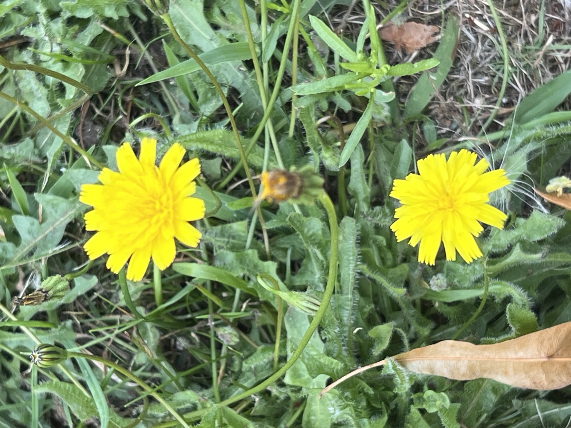 This is a close-up, eye-level, medium shot of two yellow dandelions in various stages of bloom, surrounded by green grass and foliage. The top dandelion is fully open and bright yellow, while the bottom dandelion is also fully bloomed. In the center of the image, there is a dandelion bud that appears to be in the process of opening, with some brown coloration visible. A dry, brown leaf lies in the lower left corner of the frame. The overall environment suggests an outdoor, natural setting.