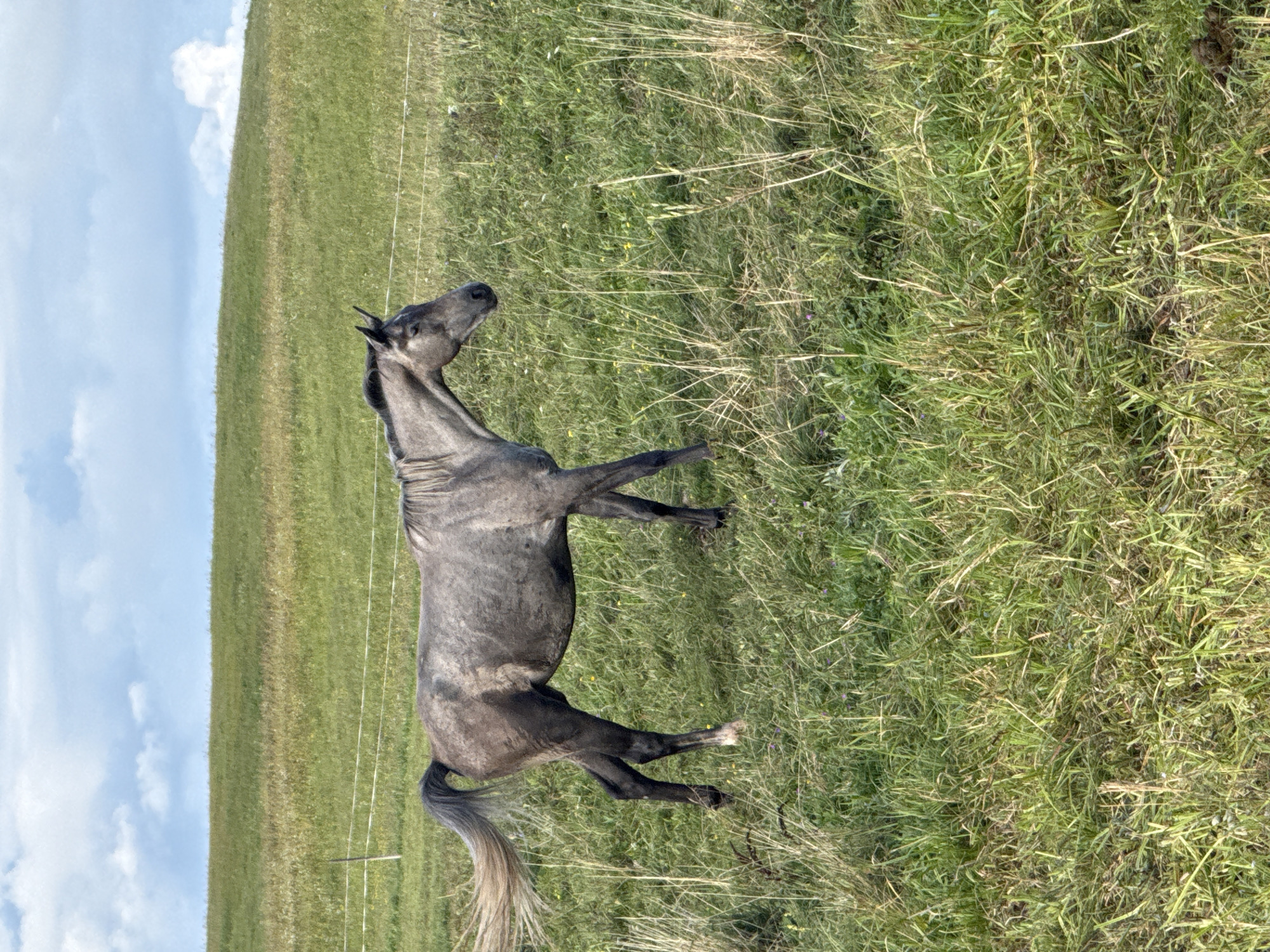 A gray horse stands in a grassy field in Bendoriai, Lithuania. The horse is facing to the right and its tail is flowing to the left. The field is covered in green grass and some patches of dry grass. In the background, there is a gentle slope covered in green grass, and a blue sky with white clouds. A white fence can be seen in the middle ground.
