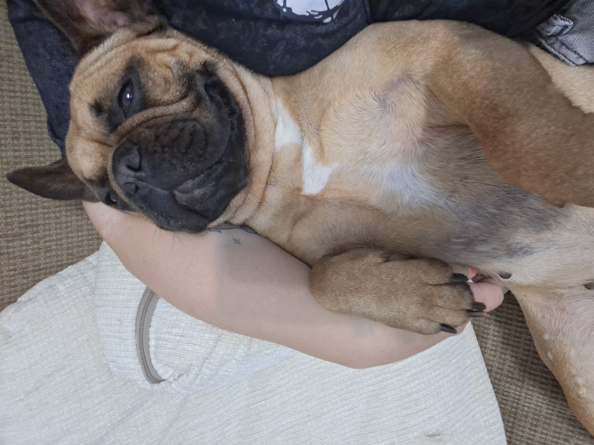 The image shows a French bulldog lying on its back, held by an unseen person. The dog is a tan color with darker facial markings and a white patch on its chest. Its eyes are open, and it appears to be relaxed and comfortable. The person holding the dog is wearing a dark t-shirt and their arm is visible, supporting the dog's body. A white textured fabric is also visible underneath the dog. The scene is likely indoors, given the lighting and soft furnishings. The image conveys a sense of warmth and affection between the dog and its owner. The location is identified as Elk, Poland. There is no visible text in the image.