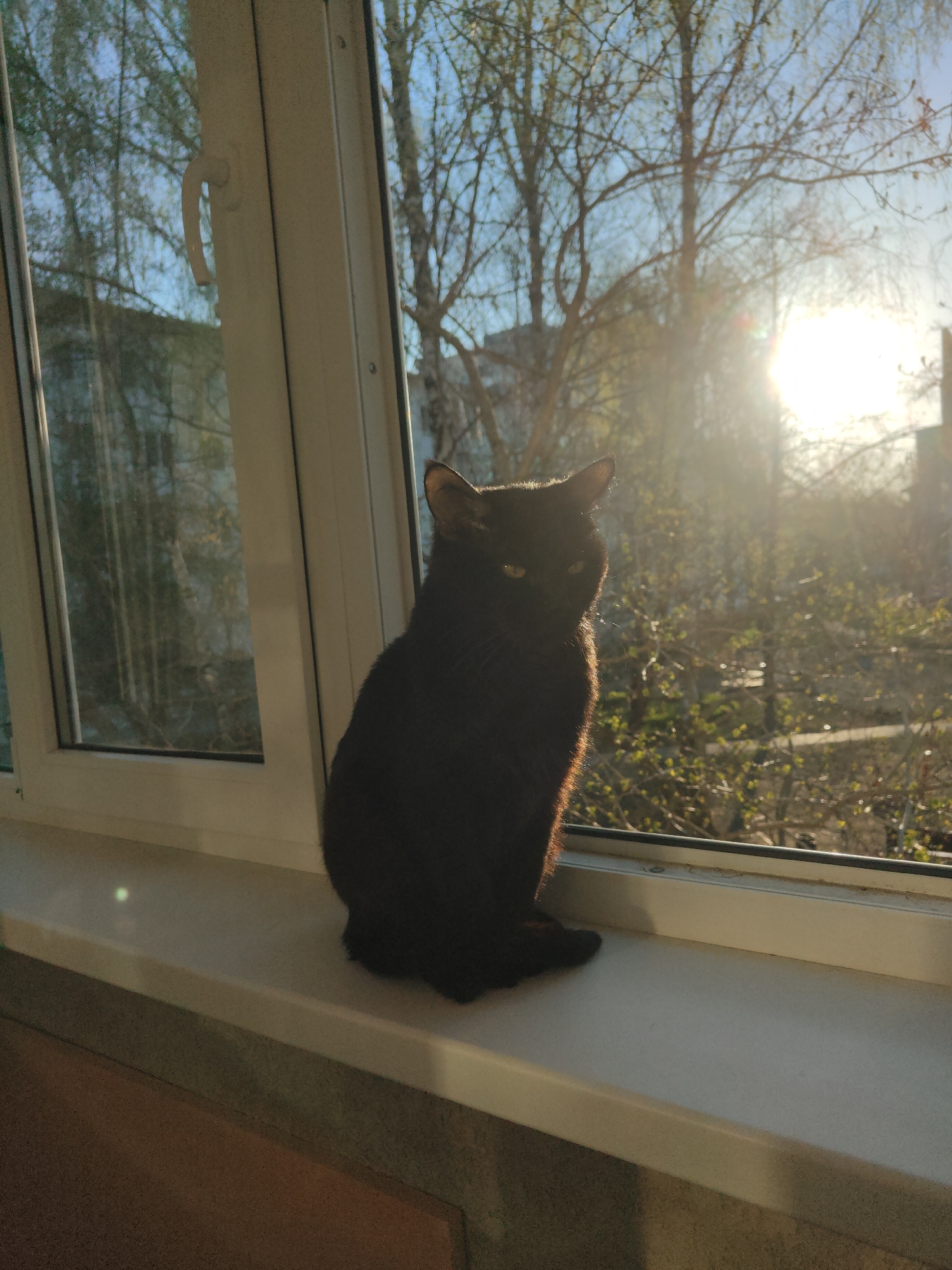 A black cat sits on a white windowsill, with a window behind it displaying an exterior view. The exterior shows trees with bare branches against a bright, sunlit sky. The location appears to be in an urban area, with building(s) visible through the window. The room itself is illuminated by sunlight.