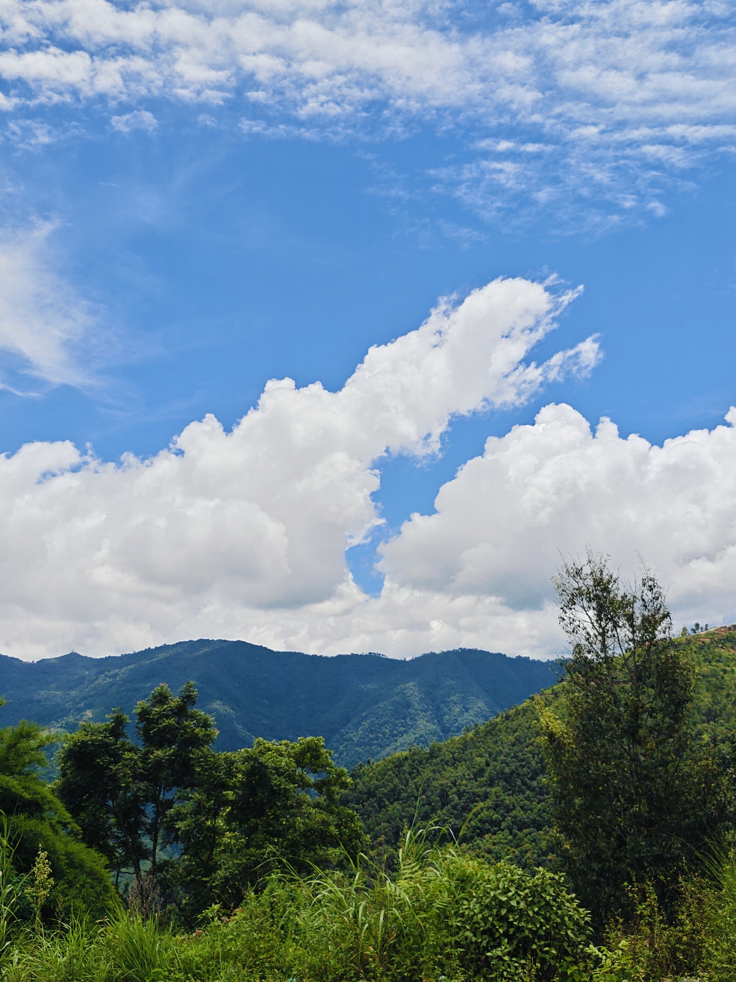 The image captures a serene natural landscape with a focus on lush greenery and a vast sky. In the foreground, dense vegetation, including tall grasses and bushes, creates a textured barrier. Further back, a line of trees forms a middle ground, with some appearing more mature and leafy than others.
Beyond the trees, a majestic mountain range dominates the background. The mountains are covered in verdant forests, showcasing varying shades of green that suggest depth and contour. The peaks are shrouded in a soft, blue haze, hinting at distance.
The sky is a prominent feature, a vibrant expanse of blue dotted with a multitude of fluffy, white cumulus clouds. These clouds range in size and density, with some appearing wispy and scattered, while others are large and voluminous, casting shadows on themselves and creating a dynamic visual texture.
The overall impression is one of tranquility and natural beauty. The scene evokes a sense of a rural or mountainous area, possibly a viewpoint overlooking a valley or a national park. The absence of any man-made structures or human presence reinforces the feeling of untouched nature.
Considering the description and common imagery associated with Pokhara, Nepal, this scene is consistent with the natural beauty found in areas surrounding the city, such as the hills overlooking Phewa Lake or the foothills of the Annapurna range. It's possible this image was taken from a vantage point offering panoramic views of the verdant hills and the vast sky that characterize the region.