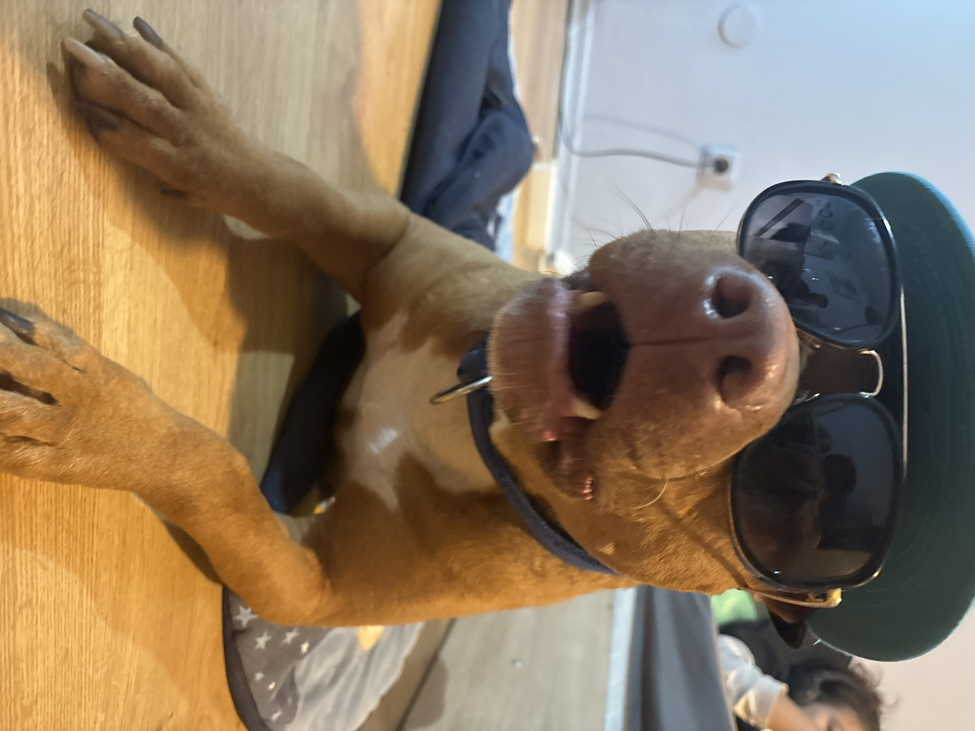 A medium-sized, tan-colored dog with a white chest patch is lying on a light-colored wooden floor. The dog is wearing a dark blue collar and sunglasses. The dog is also wearing a green baseball cap. The dog's mouth is slightly open, and its tongue is visible. The dog's front paws are stretched out on the floor. In the background, there is a dark blue cloth, a white wall with an electrical outlet, and a glimpse of a person wearing a white shirt. The location cannot be identified as Sofia, Bulgaria from the image alone.