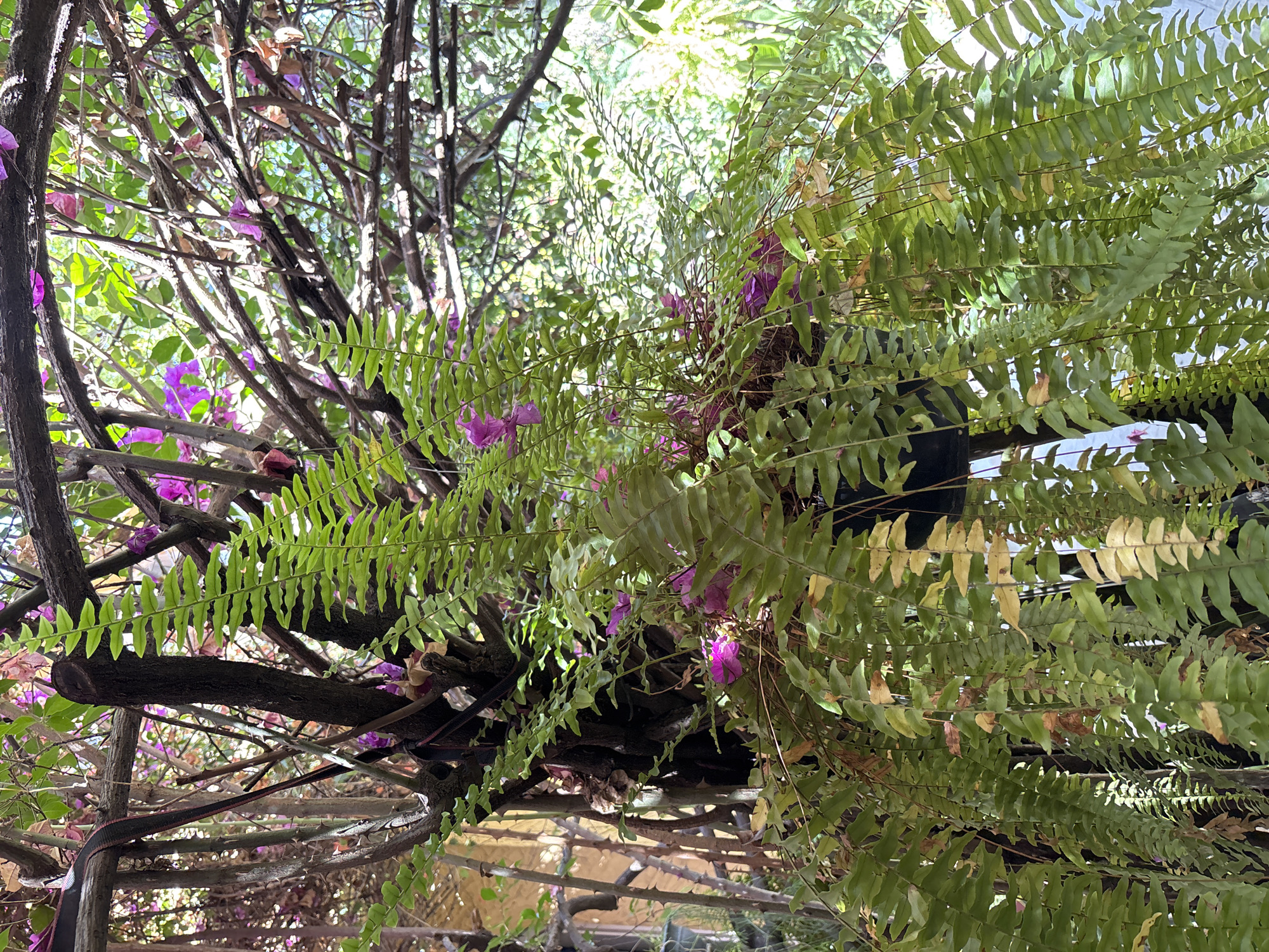 This image presents a lush, vibrant natural scene, likely an outdoor garden or patio in Mexico City, under bright daylight. The primary subject is a dense fern, possibly a hanging basket variety, whose numerous green fronds dominate the foreground and midground. The fern fronds are richly textured with small, elongated leaflets, some displaying lighter green or yellowish tones, suggesting older growth or sun exposure.
Behind and intertwined with the fern, a complex network of dark, woody branches and stems forms the backdrop. Among these branches, clusters of bright purple bougainvillea flowers add striking splashes of color. These flowers are scattered throughout the midground and background, contrasting with the dark branches and green foliage.
The scene is brightly lit by natural sunlight, filtering through the various layers of leaves and branches. This creates a dappled effect, with strong highlights on some parts of the foliage and deep shadows in others, indicative of a clear, sunny day. A dark, indistinct object, possibly a plant pot or part of a hanging structure, is partially visible behind the fern. A black strap or cable is also woven amongst the branches on the left side of the frame.
There are no people or specific activities taking place; the image is a static portrayal of botanical life. The overall impression is one of dense, natural beauty and tranquility. No text is visible in the image.