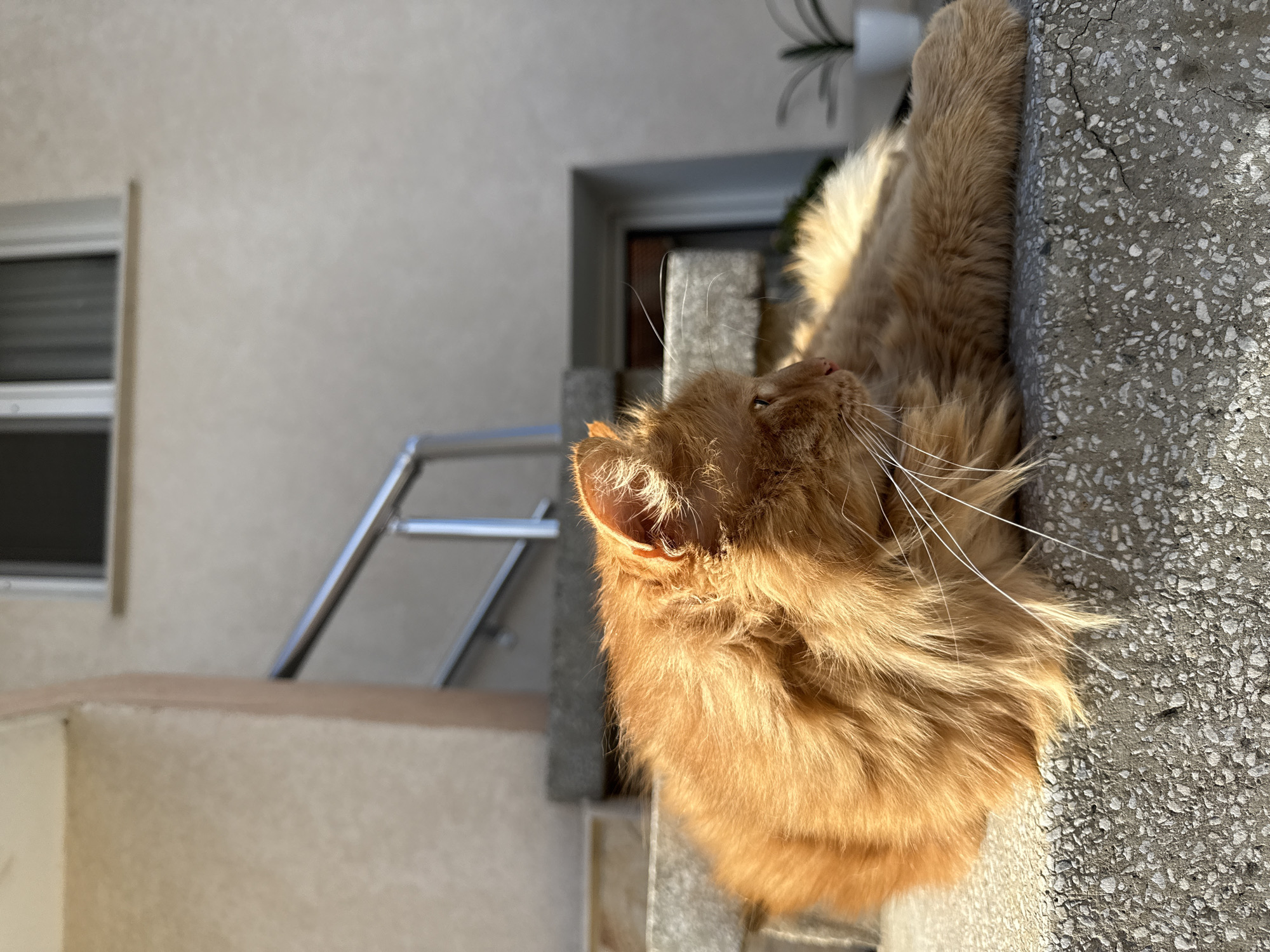 A medium shot depicts an orange, long-haired cat resting on a gray concrete pillar, possibly part of a building structure. The cat is positioned sideways relative to the frame, with its head tilted upward. The setting appears to be outdoors in daylight, with a light-colored building visible in the background, featuring a window and a metal railing. The building and pillar might be located in an urban environment. The photograph could be from Berkovitsa, Bulgaria.