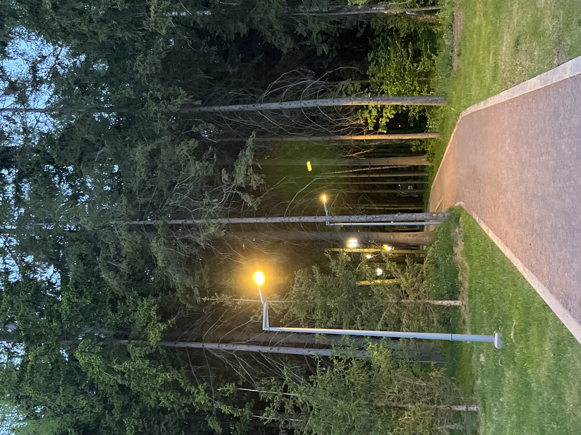 The image depicts a pathway in Vnukovo, Russia, flanked by a dense forest of tall trees. The pathway, with a light grey border, leads into the depths of the woods. Street lamps illuminate the path, casting a warm yellow glow amidst the dark forest. The area surrounding the pathway is covered in green grass. The overall impression is of a tranquil, illuminated path through a dense forest at dusk.