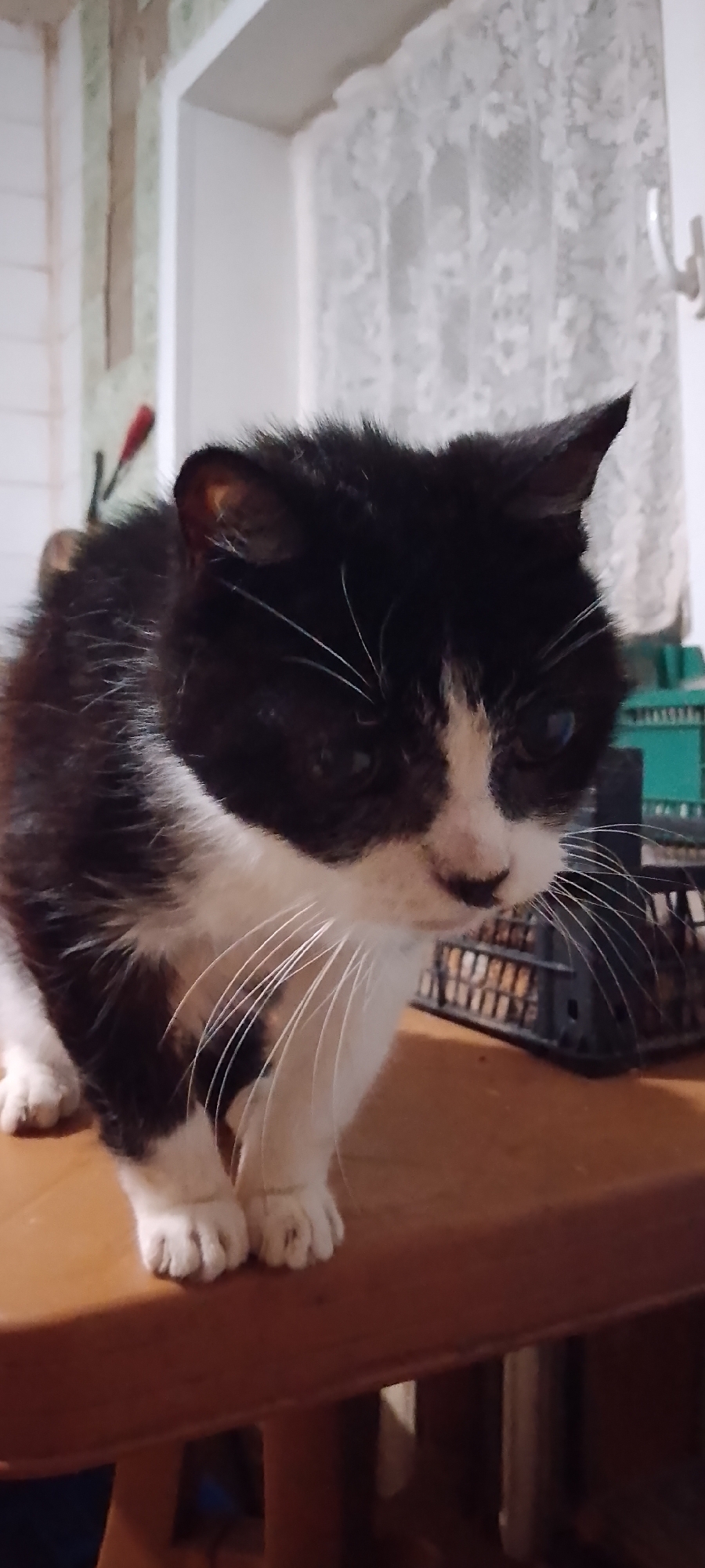 A black and white cat is sitting on a wooden surface, likely a table. The cat is facing downwards and to the right. Its fur appears somewhat disheveled, and its left eye is partially closed. Behind the cat, a white lace curtain hangs in front of a window. To the right of the cat, a green plastic container and a dark basket filled with items are visible. The background also shows a wall with some tiling or wallpaper. There is no indication of the cat's specific location within the city of Belgorod, Russia, in the image.