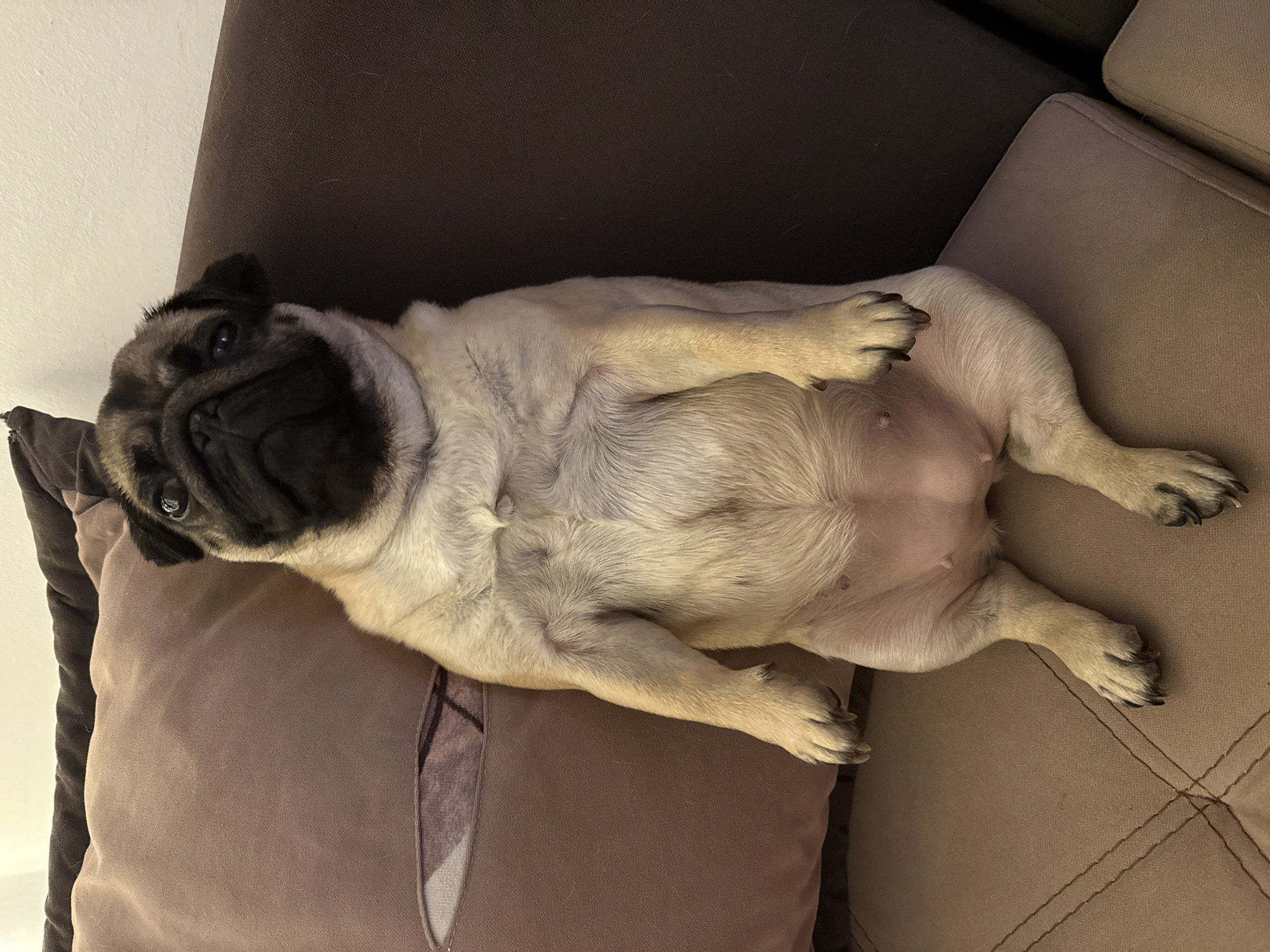 A light fawn-colored pug is lying on its back on a brown couch, with its head resting on a dark brown pillow. The pug's legs are splayed outwards and its black face is slightly wrinkled. The couch has a dark brown backrest and a tan-colored cushion. The location appears to be indoors.