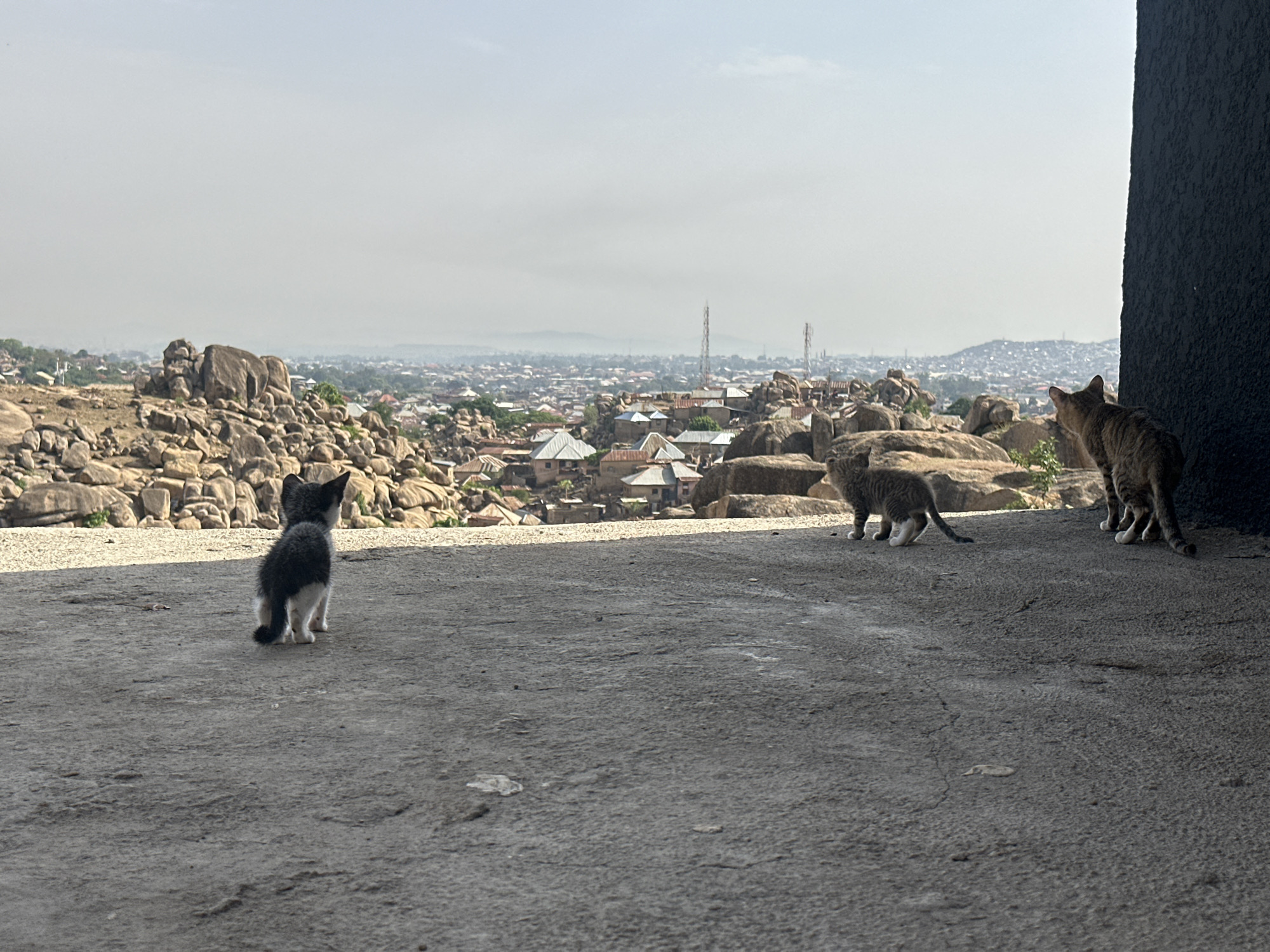The image shows three cats on a concrete surface overlooking the city of Jos, Nigeria. A small black and white kitten faces away from the camera. Two tabby cats are positioned near a dark grey wall on the right side of the image, one leaning against the wall and another partially obscured. In the background is a landscape of rocky terrain, buildings, and distant communication towers under an overcast sky.