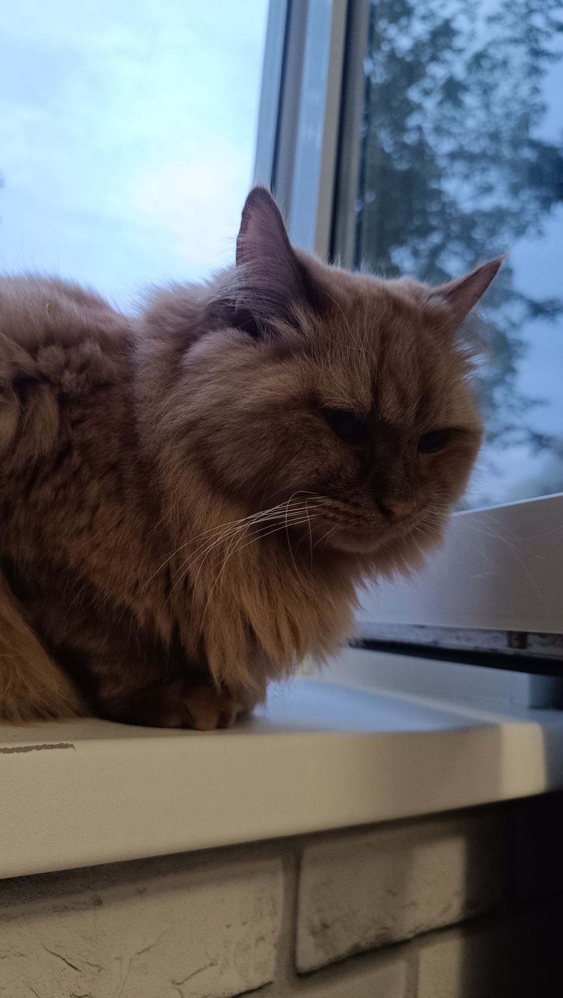 A fluffy, ginger cat is sitting on a white windowsill, looking down and to the right. The cat has long fur and prominent white whiskers. Behind the cat, a window shows a blurry, overcast sky and trees. The windowsill appears to be part of a brick wall. The scene is likely indoors, possibly in Chaikovsky, Russia, given the context.