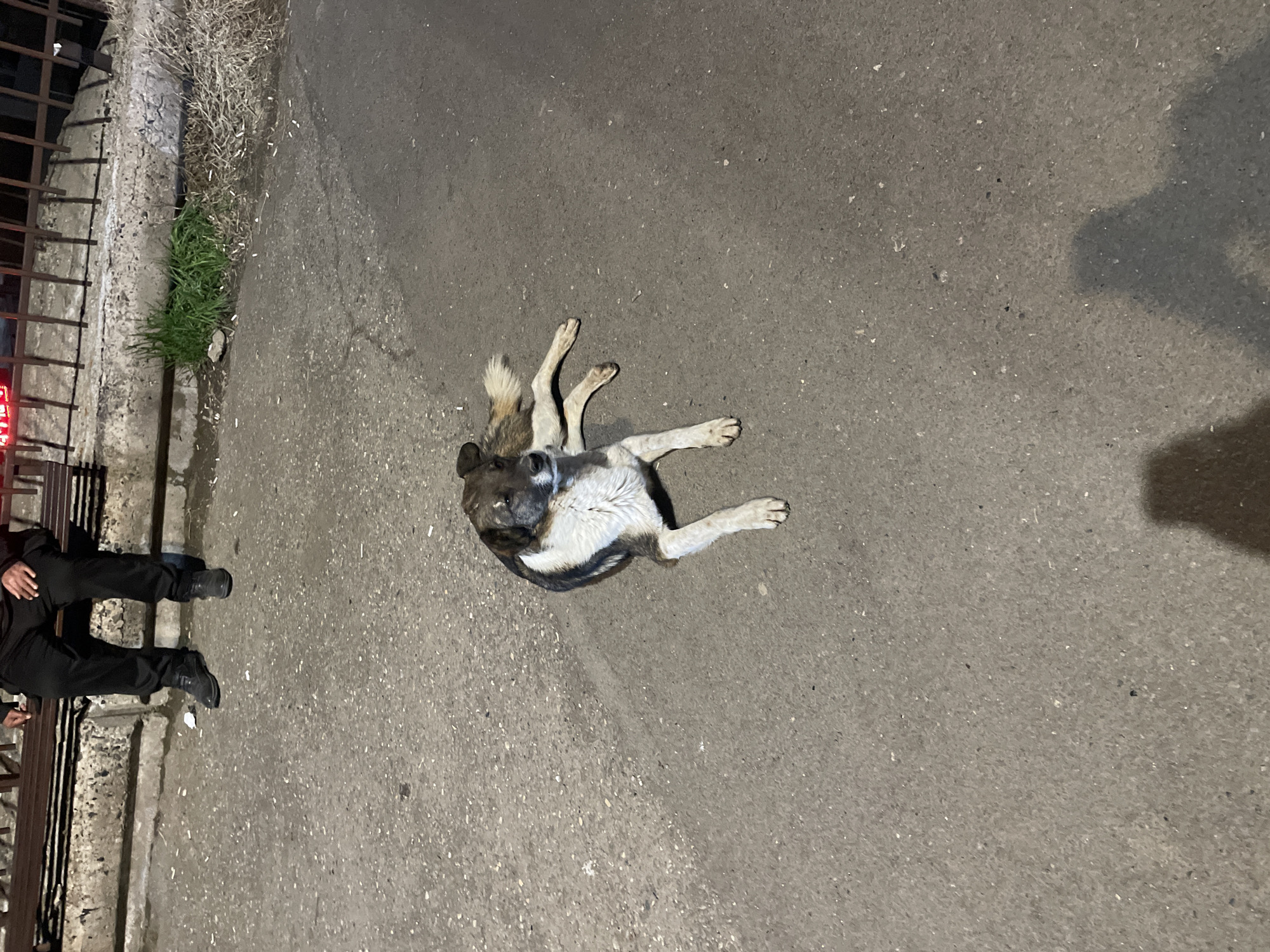 A dog is lying on its back on a paved surface near a low fence or barrier. The dog has a mix of grey, black, and white fur. Part of a person's legs and shoes is visible near the fence. The surrounding environment suggests an urban setting. Yerevan, Armenia is the location.