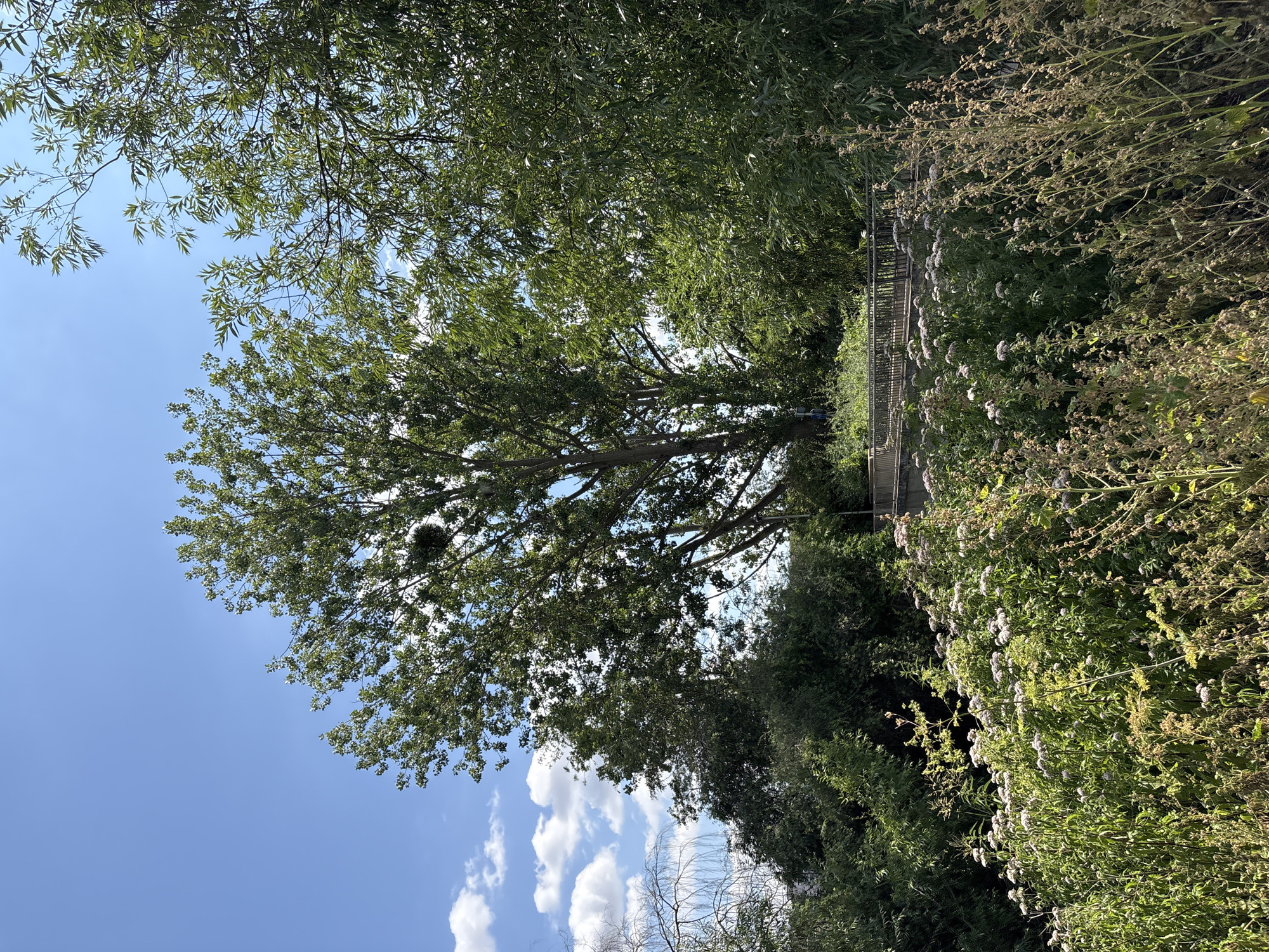 A tree with a large, dense cluster of mistletoe on its branches stands tall against a blue sky with scattered white clouds. In the foreground, a patch of wild flowers with small white blooms and tall, dried grasses are visible. Behind the flowers, a wooden bridge with a metal railing spans across a slightly elevated area, partially obscured by dense green foliage. The scene appears to be a park or natural area within the city of Chelmsford, United Kingdom, possibly near the River Chelmer given the lush vegetation. There are no people or animals visible in the frame.