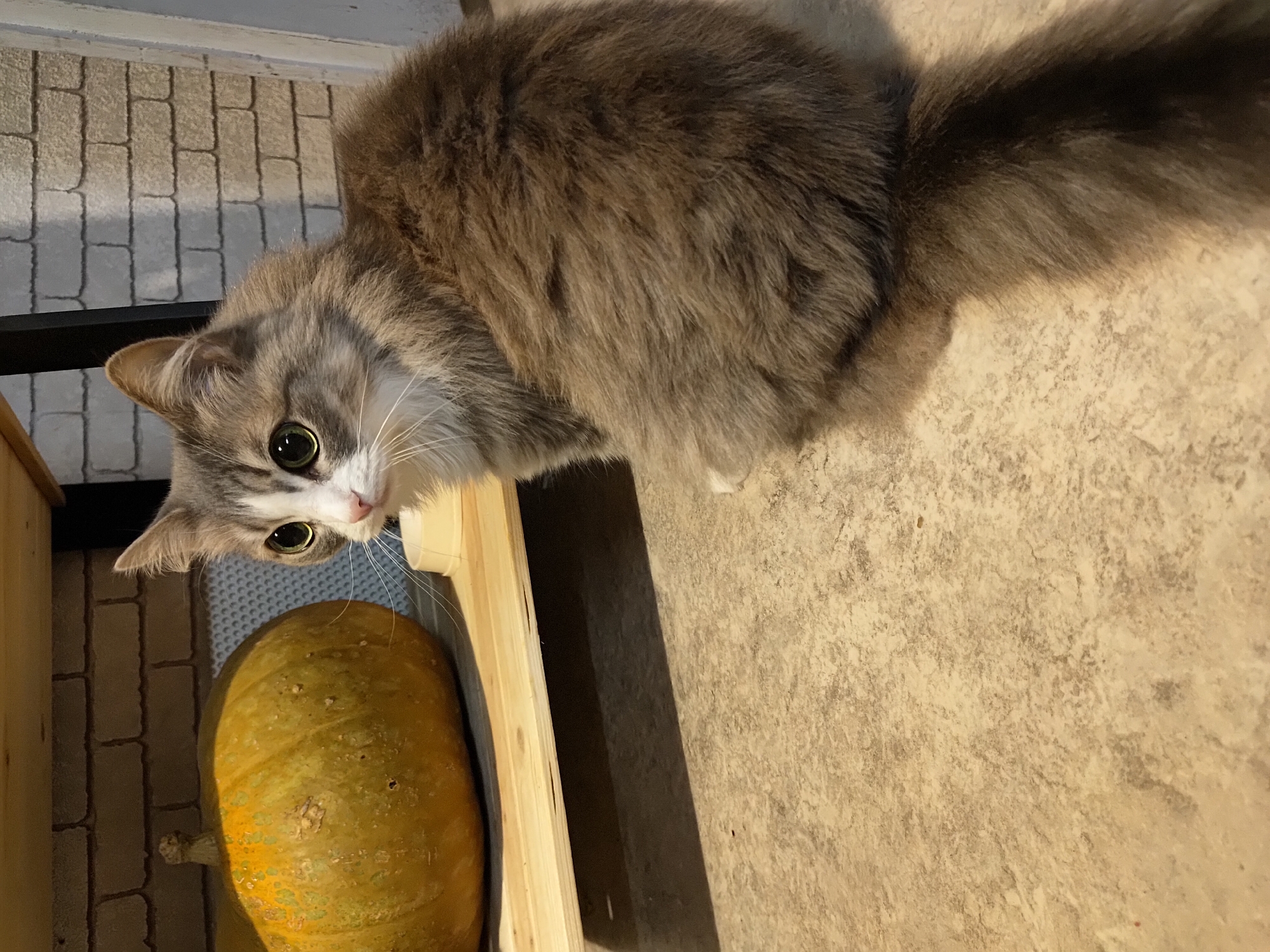 A long-haired gray and white cat is looking down into a wooden crate where a yellow squash is lying. The scene is indoors, with a brick-patterned surface visible along the top left of the image, and a beige surface dominating the right side. The location is Марковский, Russia.