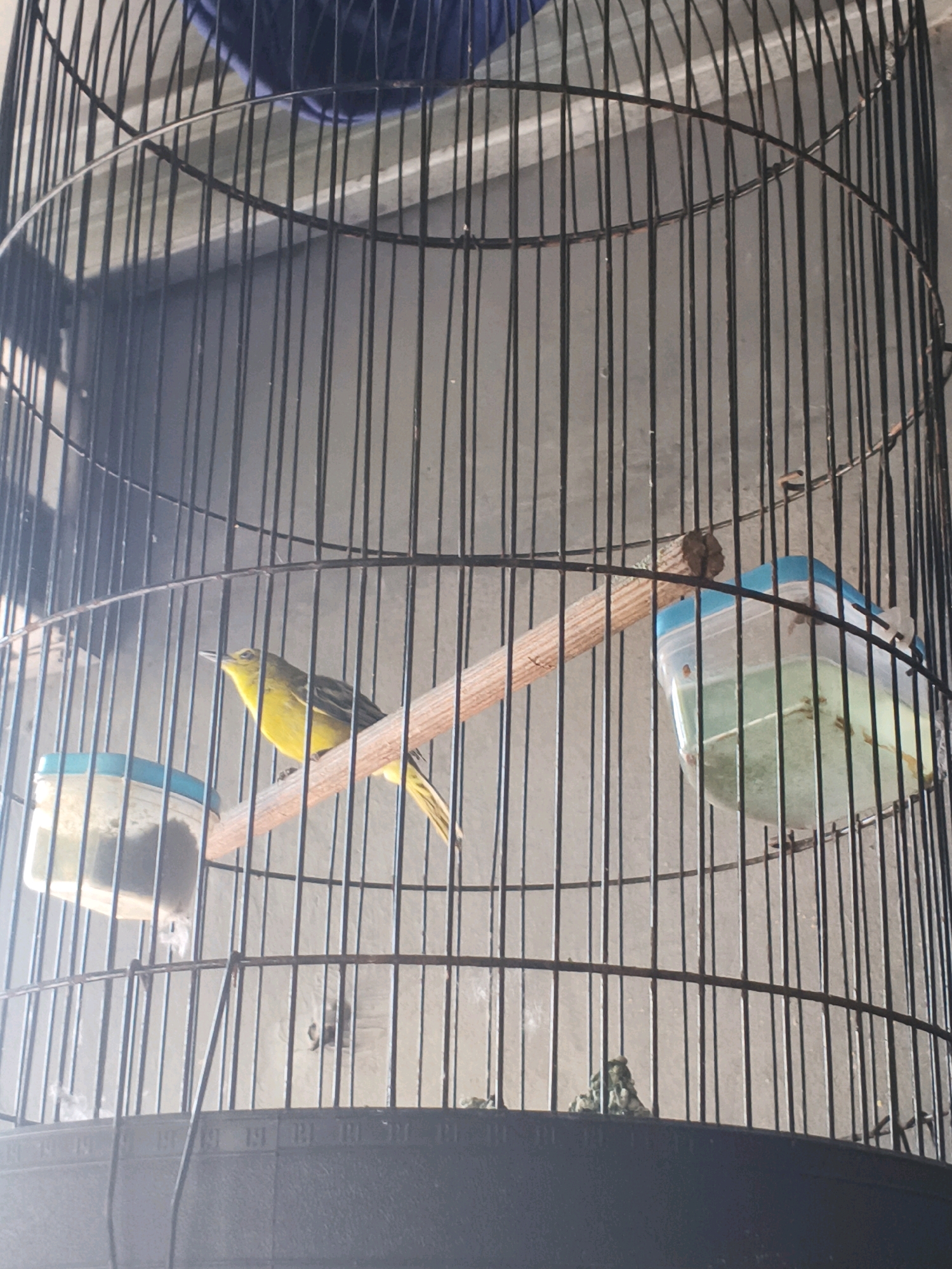 A yellow bird is perched on a wooden perch inside a black wire birdcage. The bird is facing to the left and appears to be looking up. In the background, there are two clear plastic containers with blue lids, one on the left and one on the right. These containers likely hold food and water for the bird. The birdcage is cylindrical and made of thin black wire. The background is a muted, light gray wall. The scene is lit by natural light, casting a slight shadow on the left side of the cage. The image was taken in Bulakelor, Indonesia, suggesting it is likely a domestic setting.