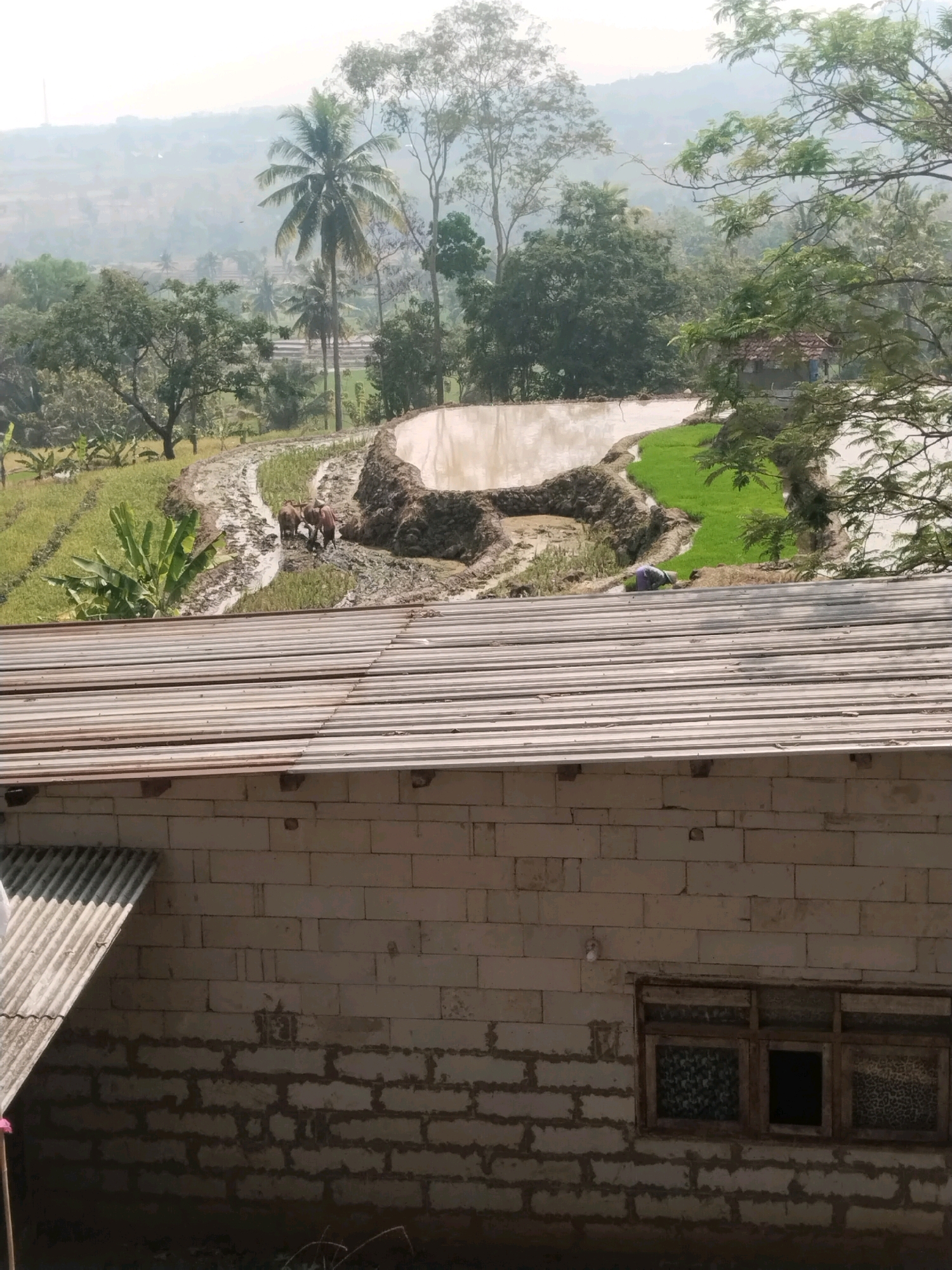 The image depicts a rural landscape, likely in Cenggini, Indonesia, characterized by terraced rice paddies. In the foreground, the weathered roof of a simple building constructed from white cinder blocks is visible, with a small, wooden-framed window featuring patterned glass inserts and a dark, empty pane. A portion of a corrugated metal roof juts out from the left side of the frame.
Further back, the rice fields display a contrast between muddy, waterlogged areas and vibrant green patches of young rice plants. In one muddy section of the field, two buffalos are present, appearing to be in or near a shallow body of water. A person wearing a dark garment and a head covering is kneeling in the field, possibly engaged in planting or tending to the crops. The background features lush vegetation, including palm trees and other deciduous trees, with a hazy, mountainous terrain visible in the distance. The overall scene suggests agricultural activity in a tropical environment.