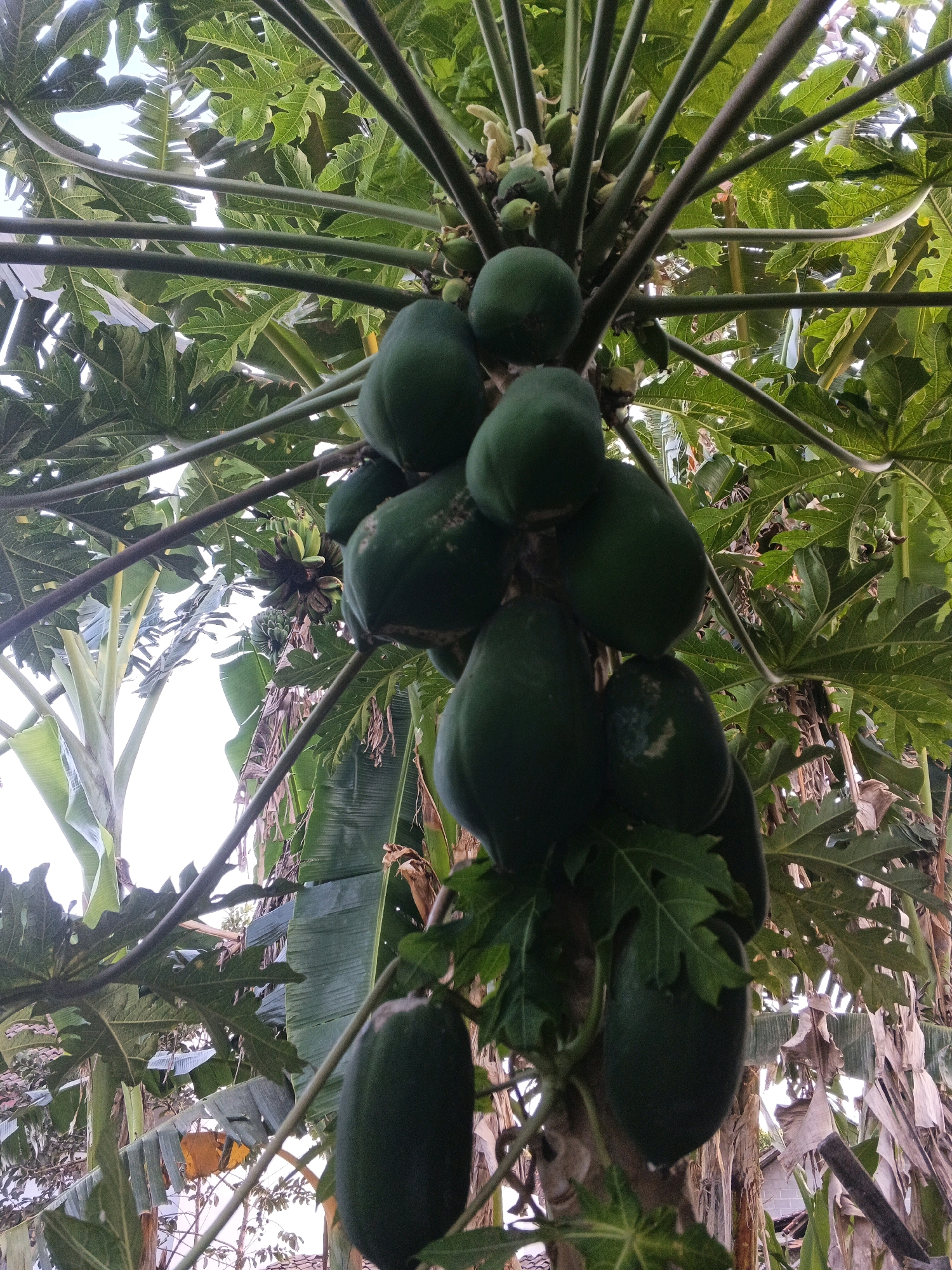 The image is a low-angle shot of a papaya tree laden with green papayas. The papayas are clustered together on the trunk and branches, some appearing to be young fruit and others more mature. The leaves of the papaya tree are large and palmate, with distinct lobes. Interspersed among the papaya leaves are the broad, elongated leaves of banana plants. The background shows a bright, overcast sky and hints of residential structures, possibly with terracotta tile roofs, and other vegetation, suggesting a rural or semi-urban setting. The overall impression is one of lush tropical growth.