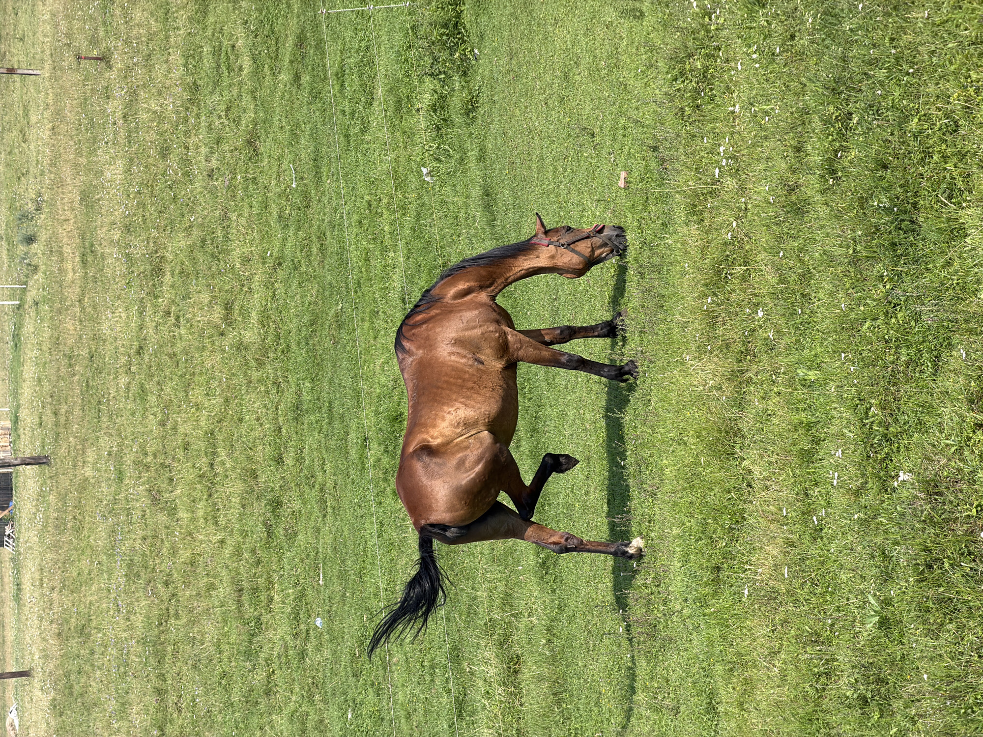 A brown horse with a black mane and tail is grazing in a green grassy field. The horse is wearing a red halter. The field is dotted with small white flowers. In the background, there are some wooden posts and a wooden structure. The image appears to have been taken in daylight on a sunny day, based on the shadows cast by the horse. The location is identified as Есаулово, Russia.