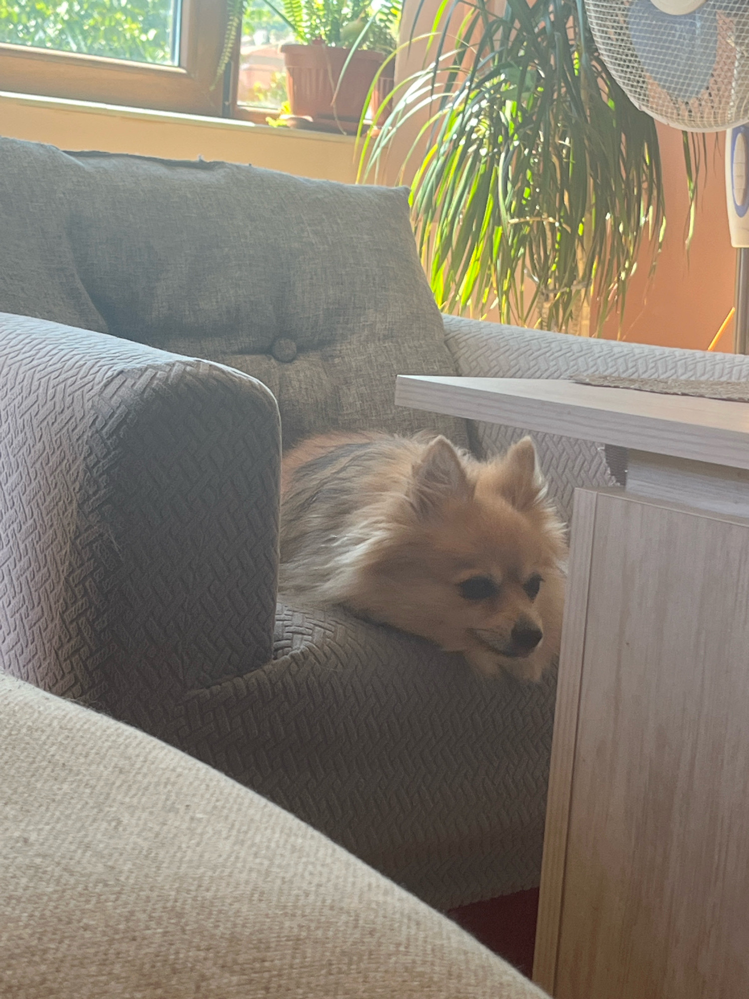 A small, light-brown Pomeranian dog rests on a gray armchair. The dog is lying down, facing to the right, with its head resting on its paws. Sunlight streams in from a window on the left, illuminating the dog and the textured fabric of the armchair. Behind the dog, a large potted plant with long, green leaves is visible, and a white fan is partially seen on the right. A light-colored table with a wood-grain texture is positioned in front of the armchair. The overall setting appears to be an indoor living space, likely in Montana, Bulgaria, given the context provided. The scene is calm and still, with no apparent activity.