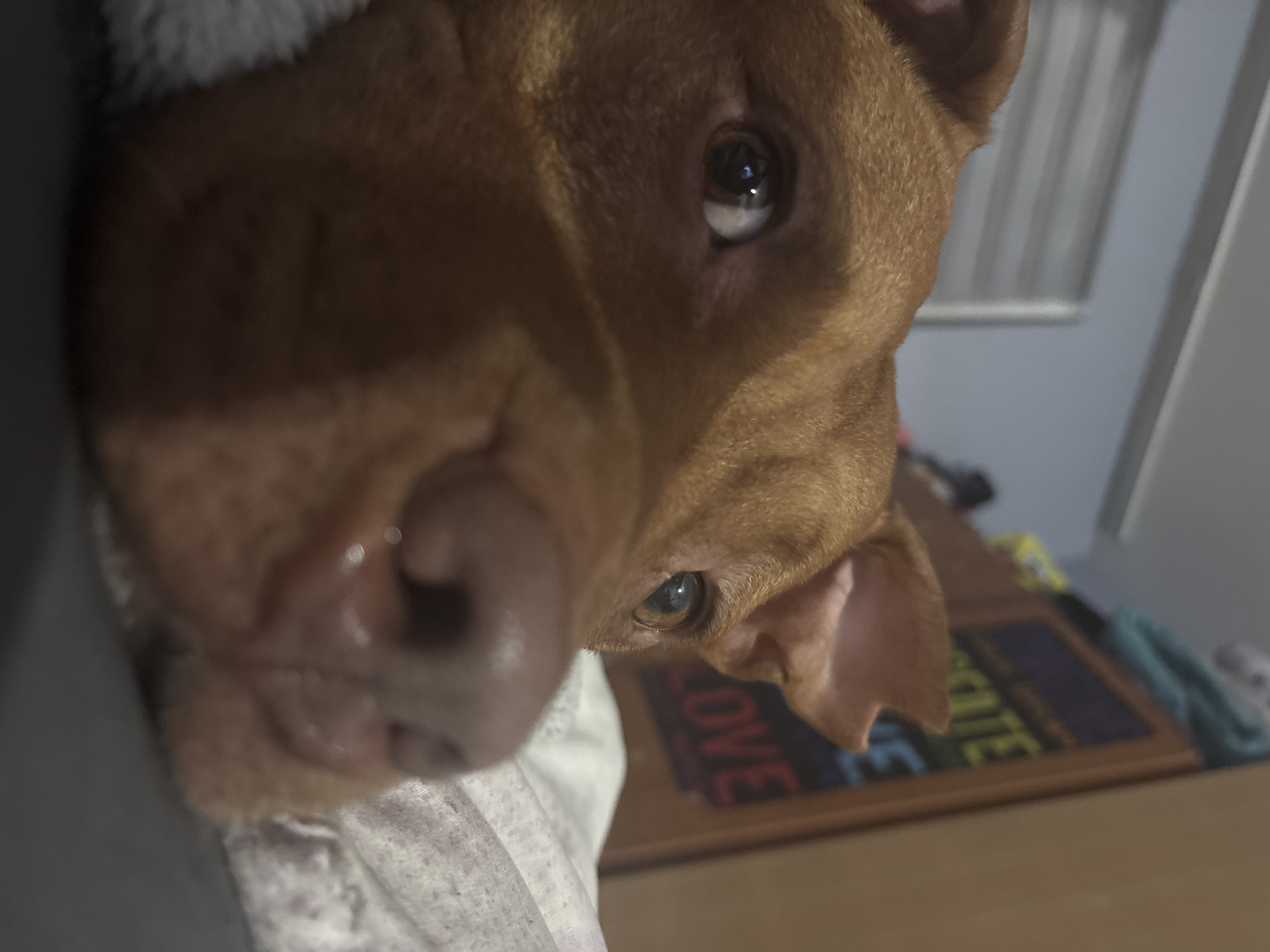 A very close-up, low-angle shot captures the face of a reddish-brown, short-haired dog indoors in Sofia, Bulgaria. The dog's head is tilted slightly, with its large, dark eyes gazing directly and curiously at the camera. A reflection is visible in its pupils. Its wet, dark nose is prominent and slightly out of focus in the foreground on the left. The dog's short, soft fur is a warm, rich brown color, and parts of its ears are visible, indicating an alert or curious posture.
The dog appears to be resting on a soft, light-colored fabric, possibly a blanket or bedsheet, which occupies the lower left portion of the frame. In the blurred background, on the right side, a wooden surface (likely a table or shelf) is visible. On this surface, a framed object or sign with bold, colored text is discernible. The word "LOVE" is clearly visible in red letters, and next to it, part of another word, possibly "HATE" or "ATE," appears in green or blue. Further back, faint vertical lines suggest blinds or a textured wall. The overall lighting is somewhat dim, creating an intimate and cozy atmosphere. The close crop emphasizes the dog's engaging expression, suggesting a moment of playful interaction or affection.