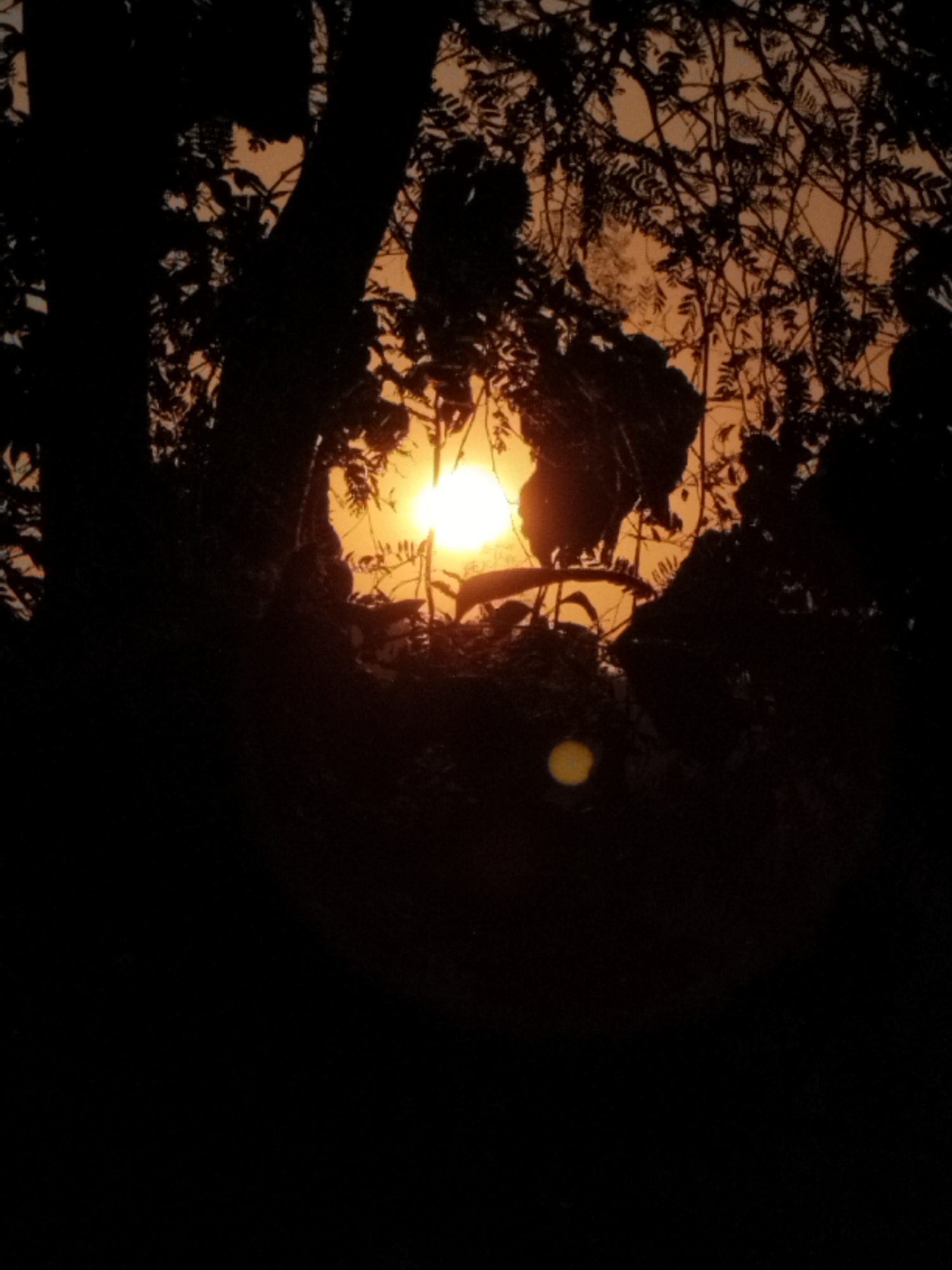 The image depicts a silhouette of tree branches and foliage against a vibrant sunset sky. The sun, a bright orange orb, is partially obscured by the leaves and branches, creating a dramatic silhouette effect. The sky is a warm gradient of orange and yellow, with hints of pink. The foreground is dominated by dark, shadowy forms of trees, suggesting a dense wooded area. A circular lens flare is visible in the lower-middle section of the image, indicating the presence of a light source or reflection. The overall impression is one of a natural landscape at dusk, with the setting sun casting long shadows and bathing the scene in a warm, golden light. The image was taken in Unknown, Unknown.