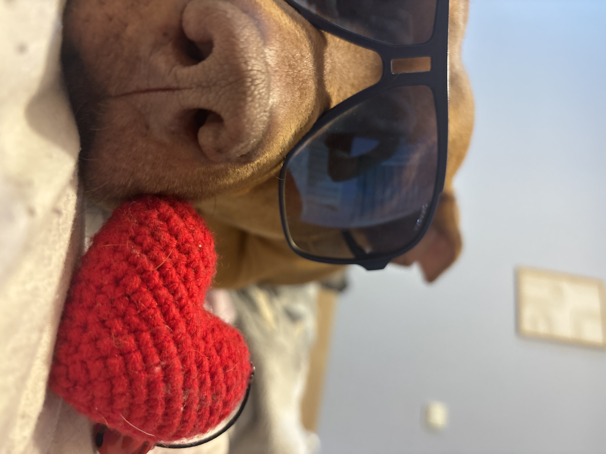 A close-up, tilted-angle shot focuses on the head and snout of a light brown dog wearing dark sunglasses. A small, red, knitted heart rests against the dog's nose. The dog is partially covered with a white, textured blanket or cloth. In the blurred background, other parts of the dog's body are visible, and indistinct room features suggest an interior space. There is no indication of the location being Sofia, Bulgaria, or any other city.