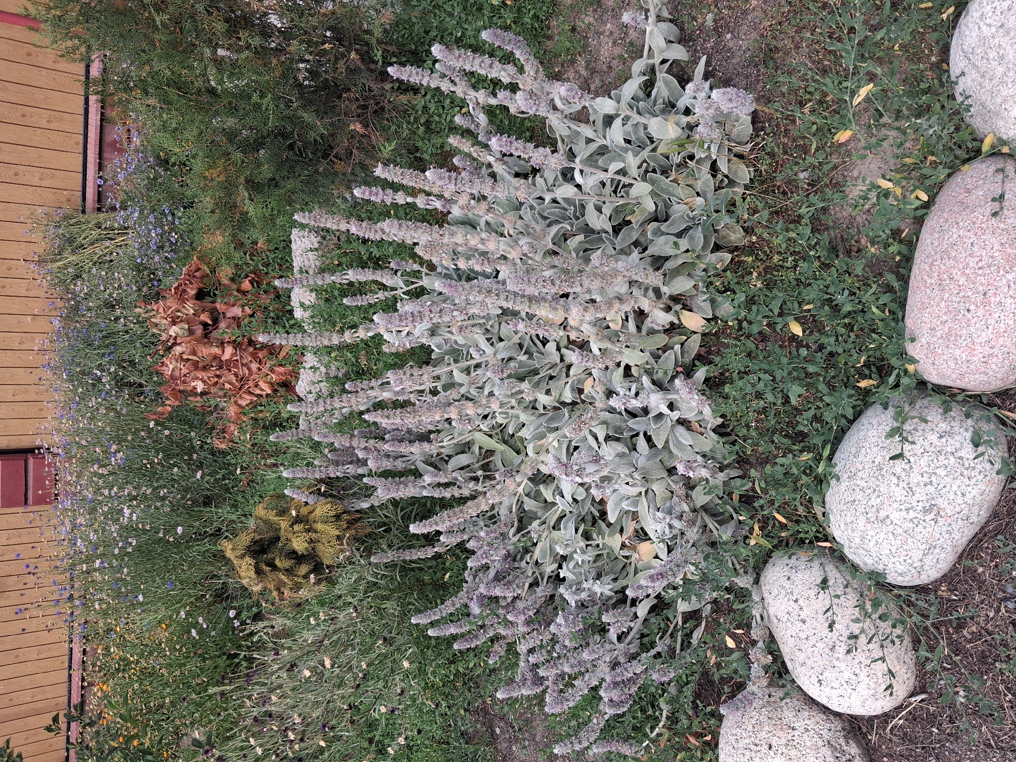 The image shows a garden bed in Guldala, Kazakhstan. The garden features a variety of plants, including a large, bushy plant with fuzzy gray-green leaves and tall spikes of pale purple flowers in the foreground. Behind this plant, there are various other plants, including small blue flowers, dried brown leaves, and evergreen shrubs. Several large, smooth, rounded stones are placed along the edge of the garden bed. A wooden fence forms the background.