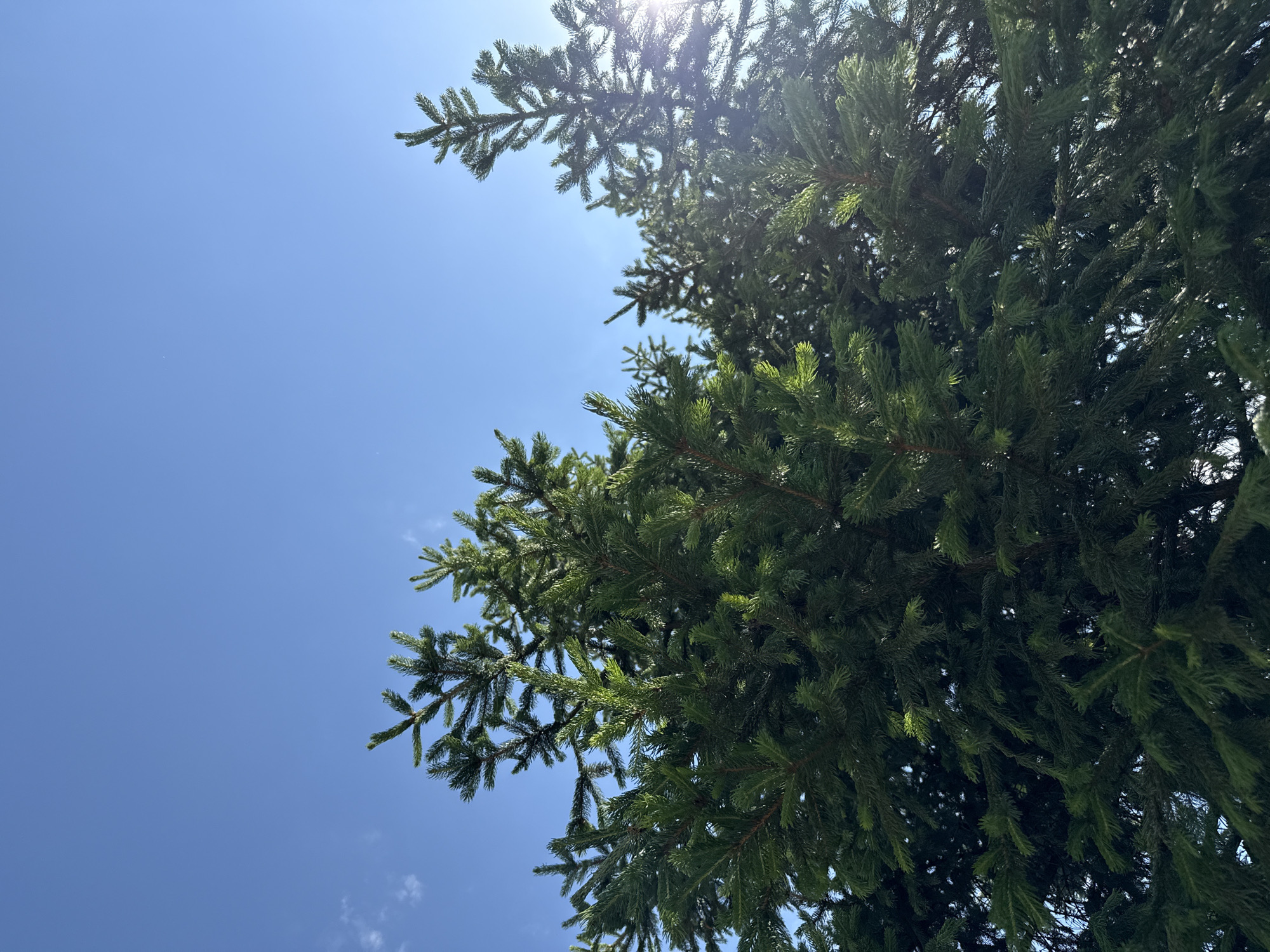 This is a low-angle shot of a coniferous tree against a clear blue sky. The sun is shining brightly, creating lens flare and highlighting the green needles of the tree. The branches of the tree fill the right and upper portions of the frame, obscuring some of the sky. A few wisps of white clouds are visible in the lower left of the image. The scene suggests a bright, sunny day, likely in the late morning or early afternoon, given the position of the sun. The presence of a coniferous tree suggests a location with evergreen flora, consistent with Sofia, Bulgaria. No people, text, or specific events are depicted, focusing solely on the natural elements of the sky and tree.