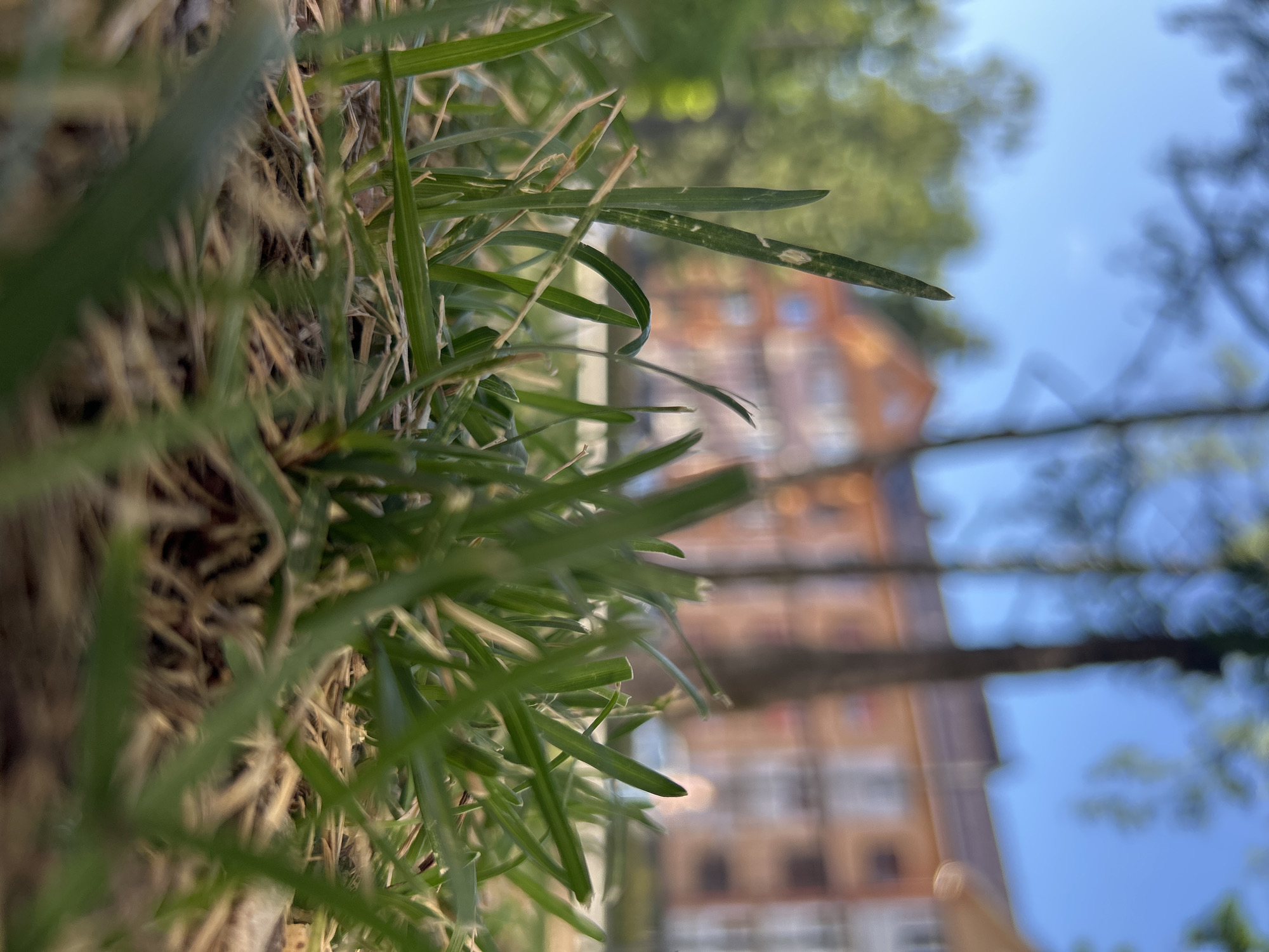 The image is a low-angle, close-up shot of green grass blades in the foreground. The grass is slightly out of focus in some areas, with some dry, straw-like blades mixed in. Behind the grass, a building with orange-toned siding and white-framed windows is visible. The building appears to be multi-story. Trees with green foliage and a clear blue sky are seen above and around the building, suggesting an outdoor setting during daylight. The overall impression is one of nature juxtaposed with architecture. The time of day appears to be daytime, and the weather is likely clear and pleasant, given the blue sky. No people or text are visible in the image. The orientation of the image is such that the grass is closest to the viewer and appears to be growing upwards from the ground.