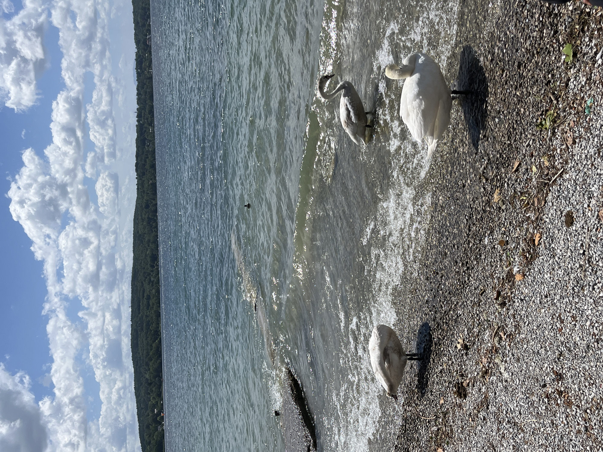 A scene on the shore of Starnberger See, Germany, depicts three swans near the water's edge. The foreground is a pebbled beach with scattered leaves and debris. Two white swans stand on the pebbles, one facing left and the other facing away from the camera. A third, grayish swan stands in the shallow, rippling water to the right, facing left. The lake stretches out behind them, its surface shimmering under a partly cloudy blue sky. In the distance, a tree-covered hill forms the horizon.