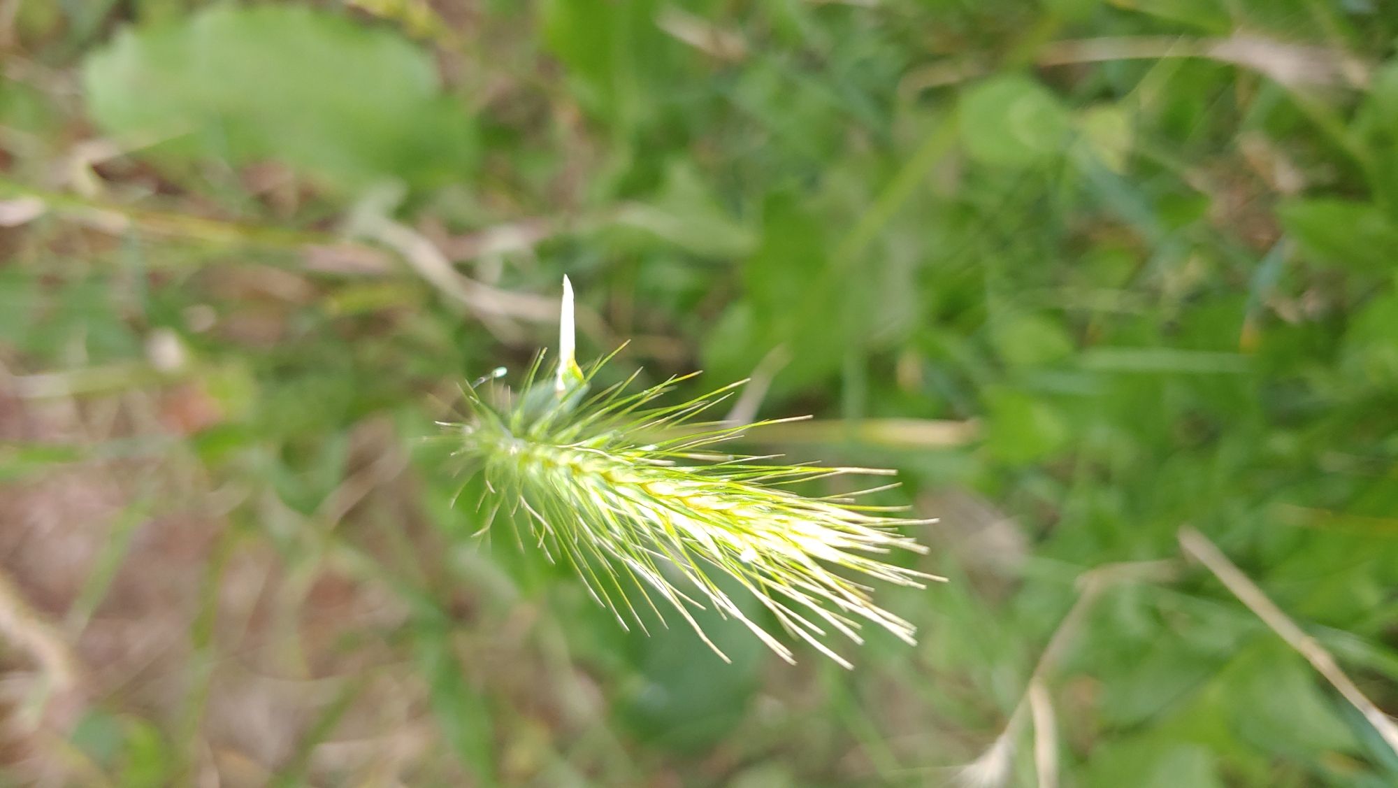 The image is a close-up, vertical shot of a green, spike-like seed head of a grass or weed plant. The seed head is in focus, showing its pointed, bristle-like structures radiating outwards. The background is blurred and consists of green foliage, with some brown and tan areas suggesting dry grass or soil. A small droplet of water is visible on one of the bristles. The lighting appears natural, highlighting the texture and translucence of the seed head. The image is consistent with a plant found in a natural or unkempt grassy area, which could be located in a park, field, or roadside in Mukachevo, Ukraine. There are no people, actions, or interactions depicted in the image.