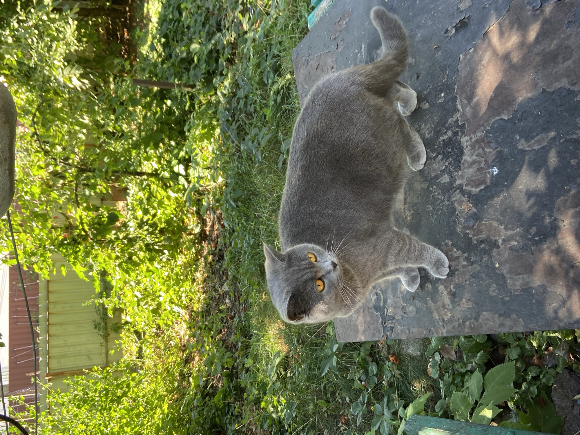 A gray British Shorthair cat with bright orange eyes stands on a weathered, dark surface in an outdoor setting. The cat is facing to the left of the frame, with its body angled towards the viewer. Behind the cat, lush green foliage and trees are visible, bathed in sunlight. A light green corrugated metal fence is partially visible in the background, suggesting a backyard or garden area. The surface the cat is standing on appears to be a piece of furniture or debris, with chipped paint and a rough texture. The overall scene suggests a tranquil moment in a natural environment. This image was captured in Uman, Ukraine.