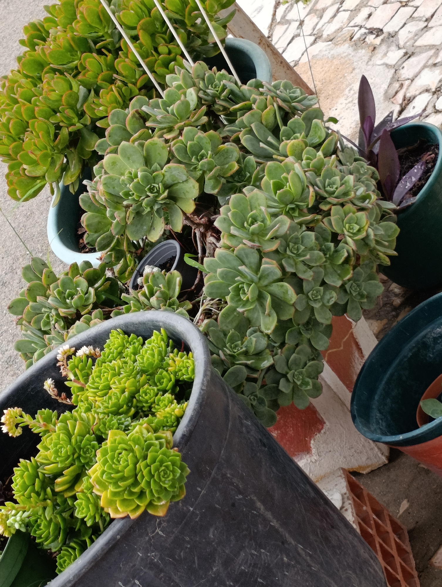 A close-up, high-angle shot shows several potted succulents against a light-colored, rough-textured wall with a brick pattern. In the foreground, a large, dark gray pot contains a dense arrangement of small, bright green succulents with some tiny white flowers. To the left and behind this pot, another light blue pot holds a larger, lighter green succulent with thick, fleshy leaves. Further back and to the right, a dark green pot contains a deep purple plant with elongated leaves. Multiple other pots and parts of plants are visible, suggesting an outdoor setting, possibly a balcony or patio. The overall impression is one of a collection of potted plants.
